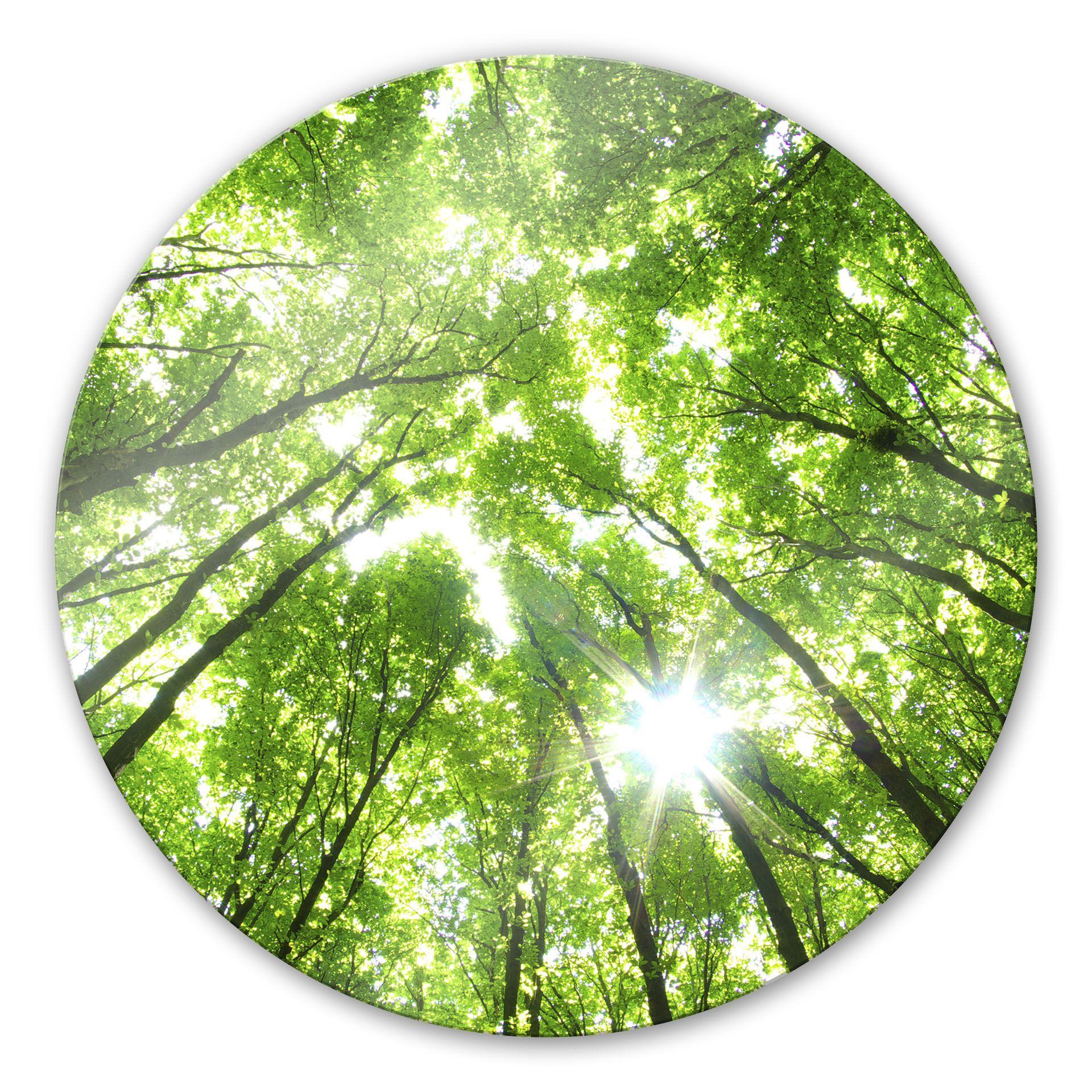 Stampa su vetro Foresta soleggiata 2 - tondo