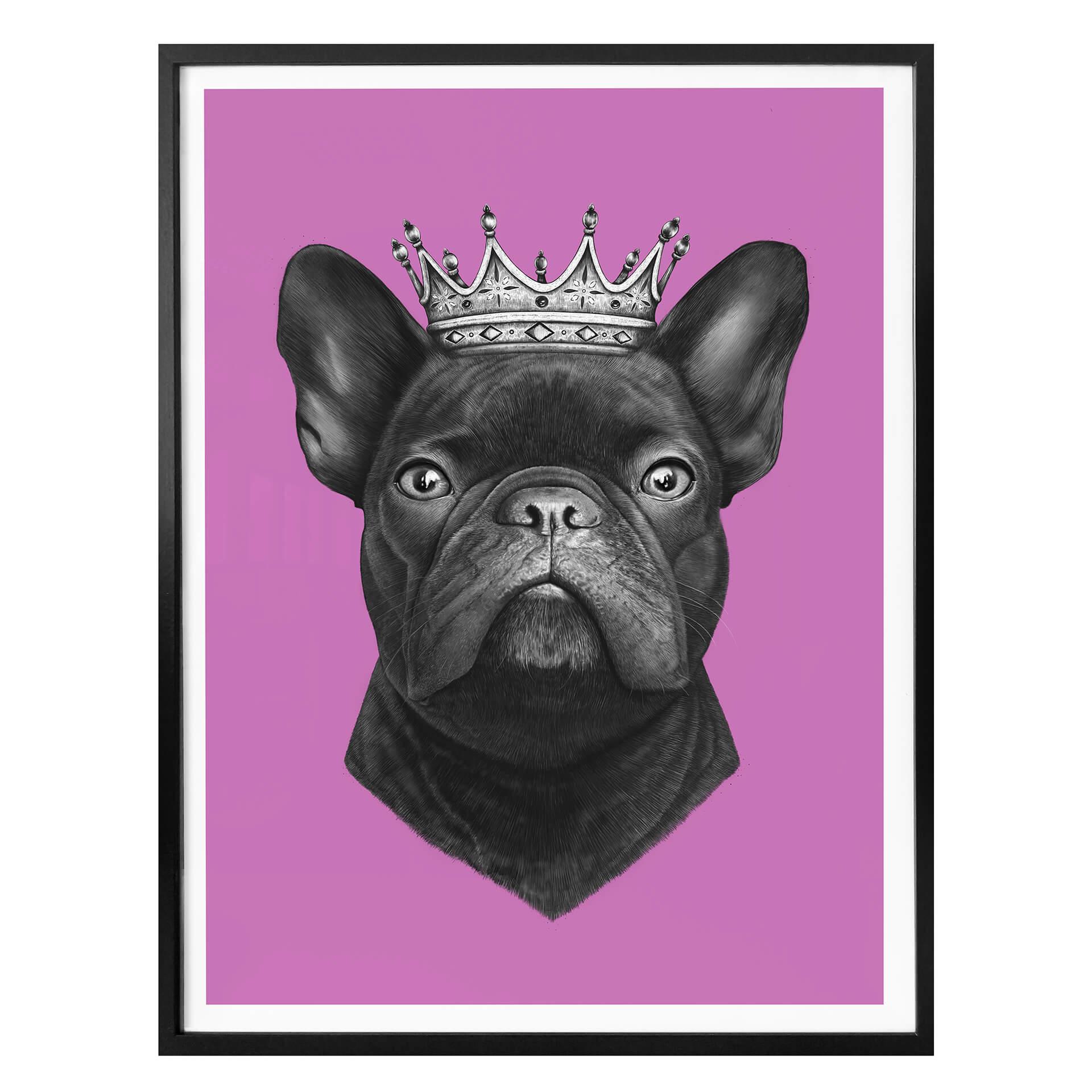 Plakat - Korenkova - King French Bulldog Pink