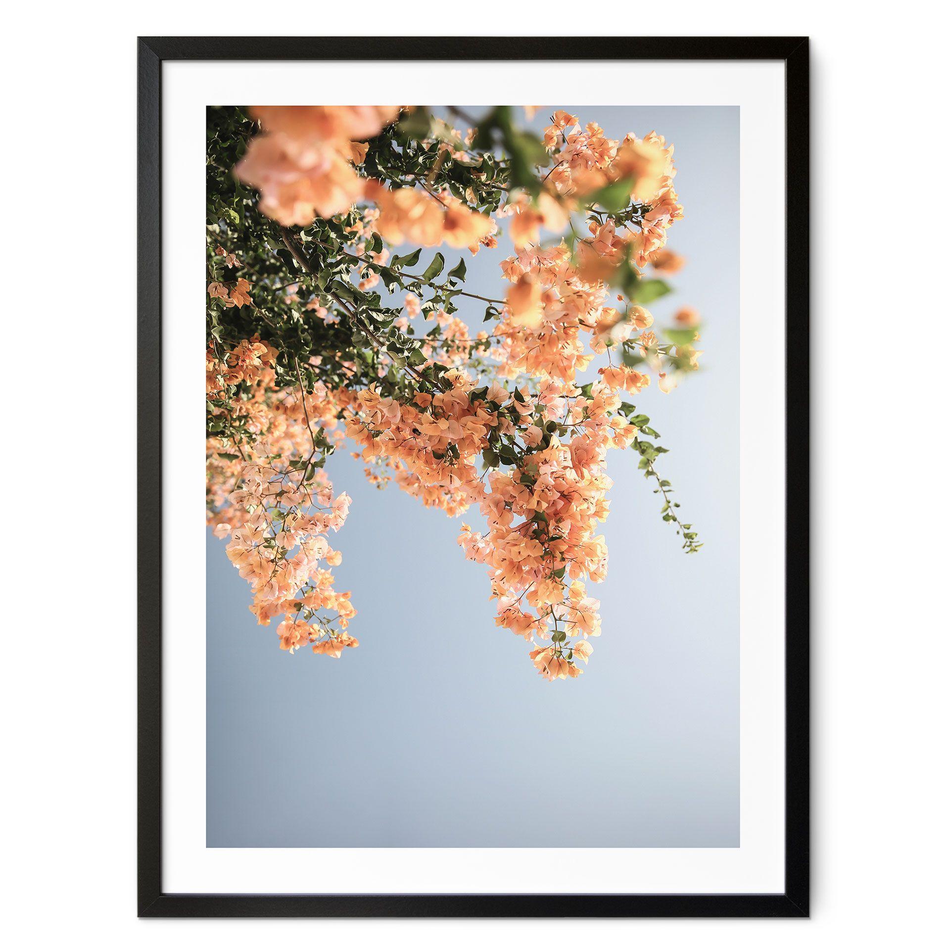 Póster Flores de melocotón en Assos - Fotografía de Clint