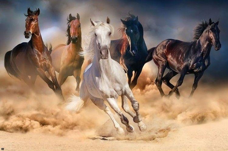 Poster Horses - Five horses 91,5x61 cm