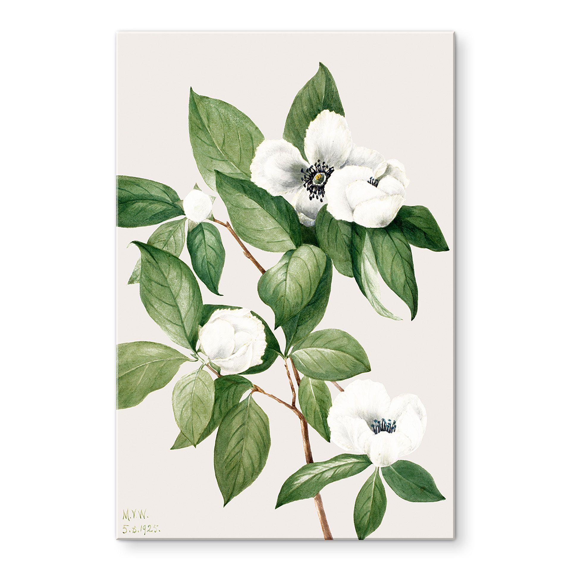 Akrylbillede botanik-illustration af en falsk kamelia - Walcott