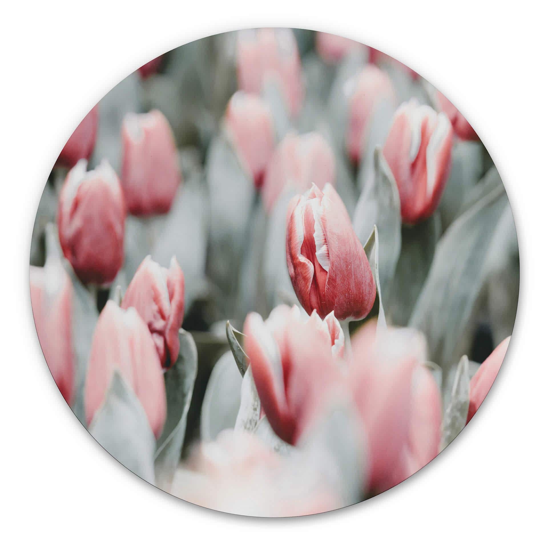 Tableau sur alu-Dibond Annie - Tulipes de printemps - Rond