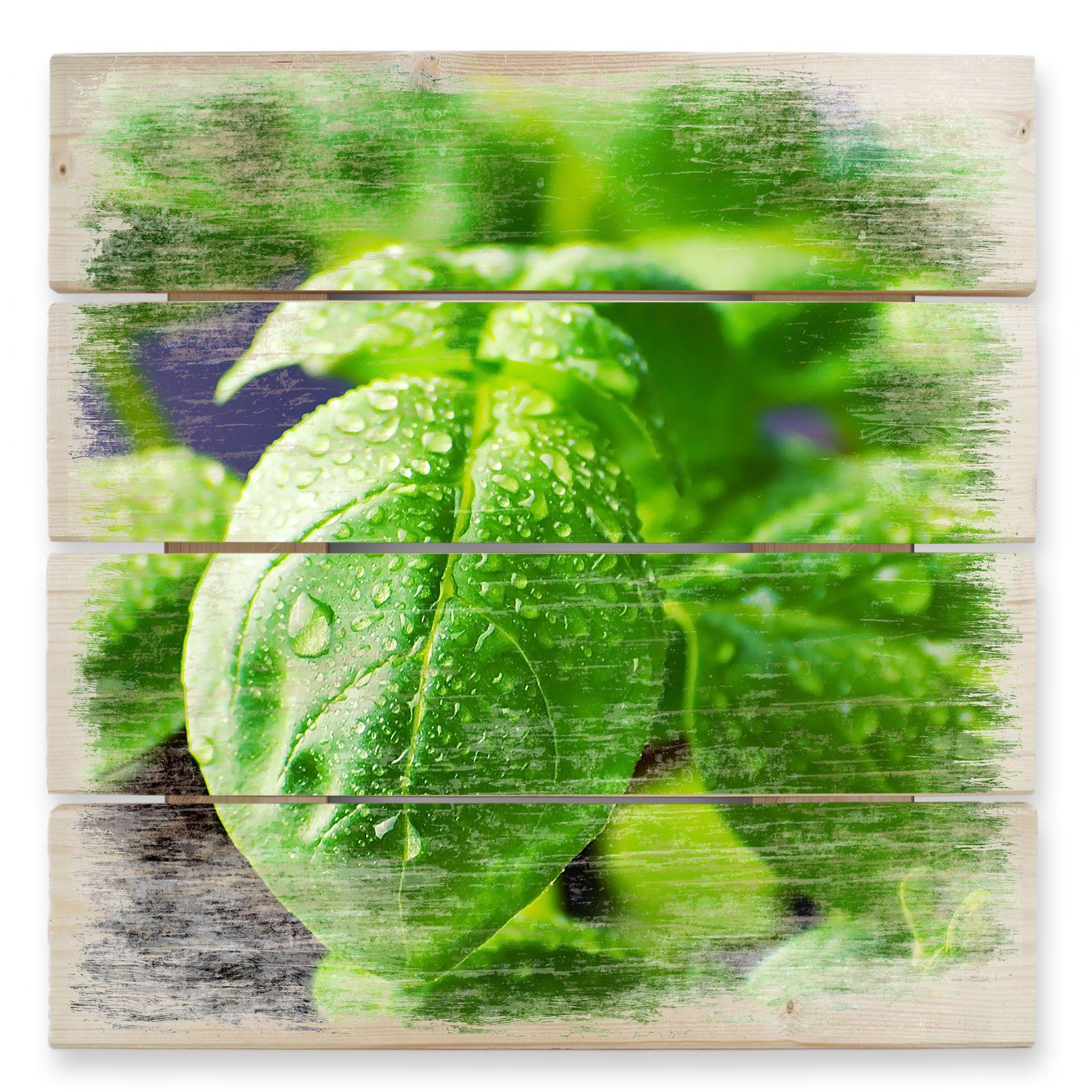 Cuadro de madera Albahaca fresca - 40x41,5 cm