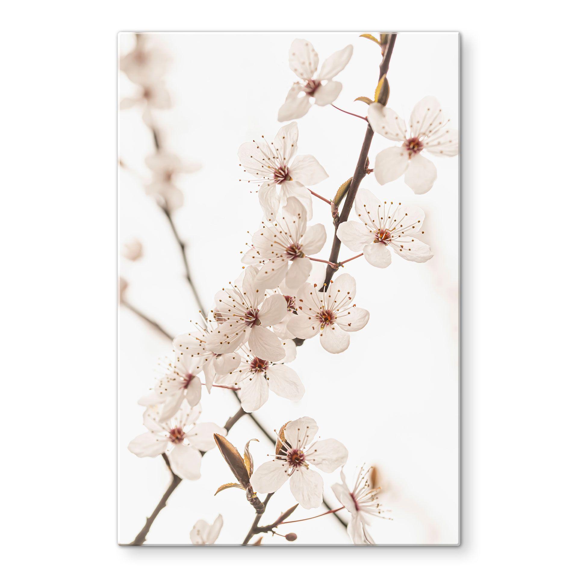 Glasbillede - Gren med hvide kirsebærblomster - Sisi & Seb