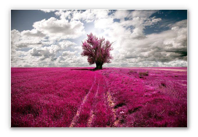 Tableau Forex - The Lonely Tree