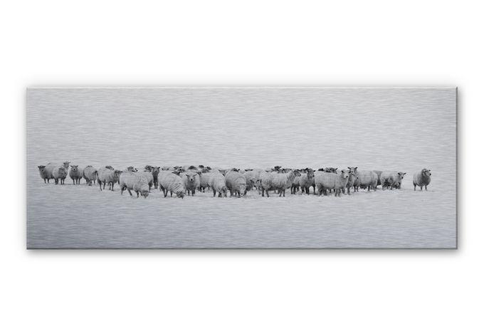 Aluminium Dibond – Schapen – panorama