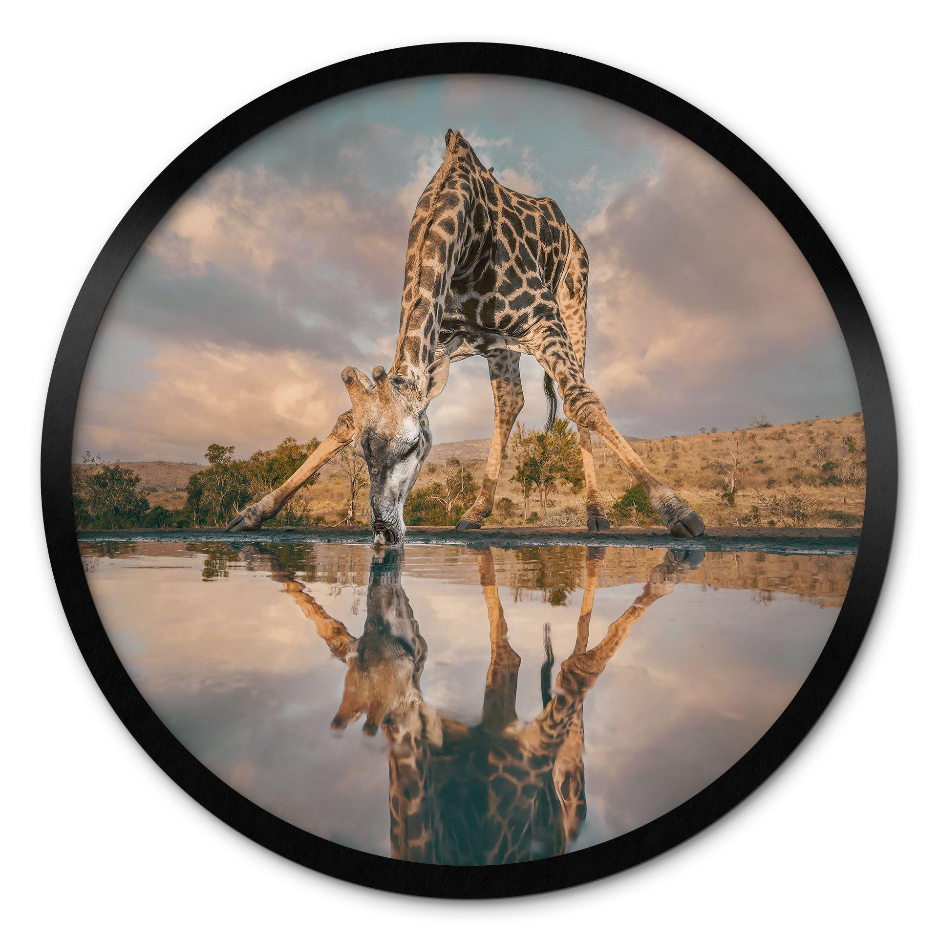 Póster de animales | Reflejo de una jirafa en libertad - Amtmann - Redondo