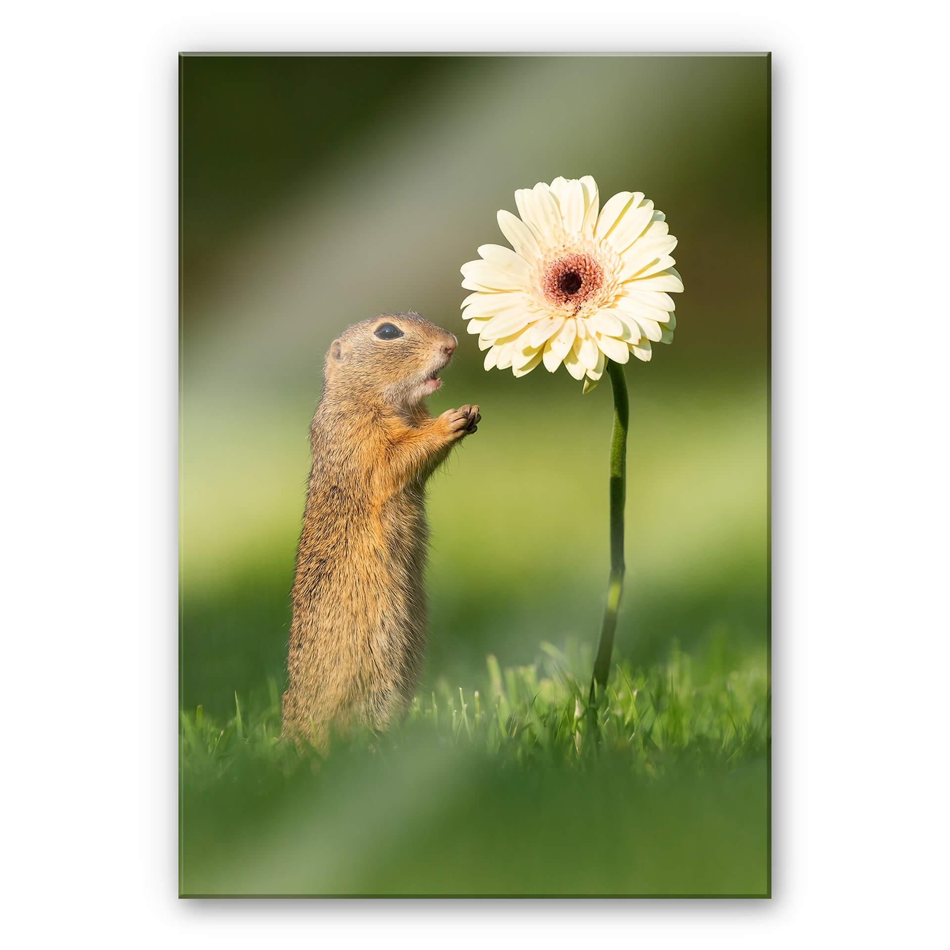 Akrylbillede van Duijn - Egern på jorden med gerbera