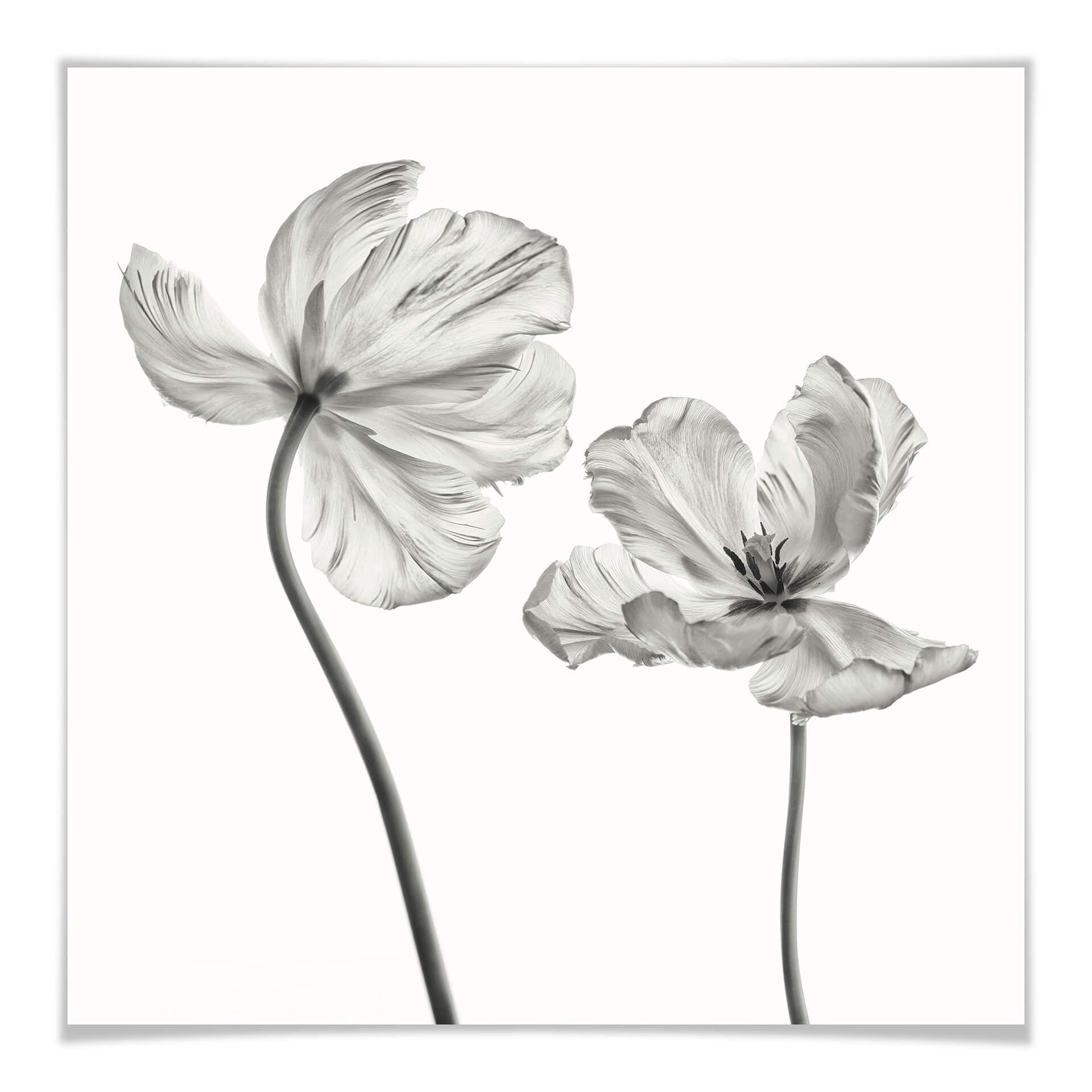 Póster Grønkjær - Flor de tulipán
