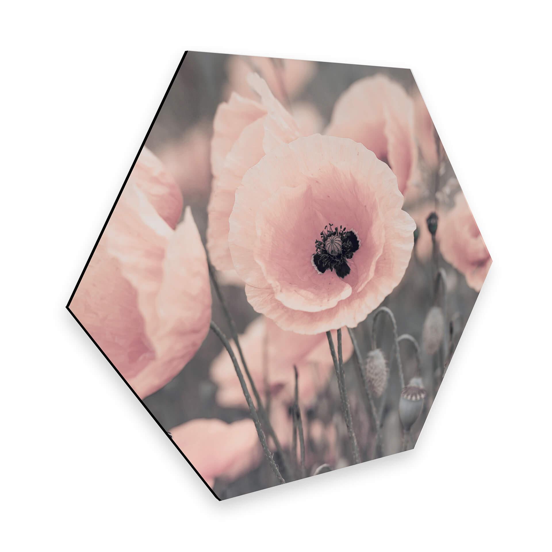 Hexagone - Alu-Dibond Delgado - Coquelicot rose
