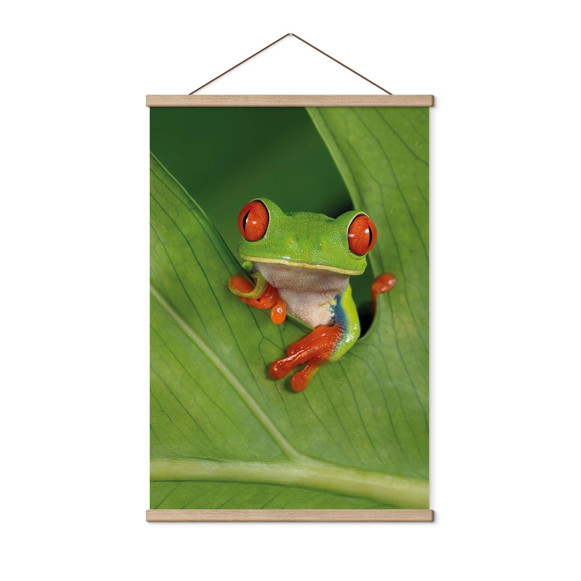 Póster de tela Rana arborícola en la selva tropical - van Duijn