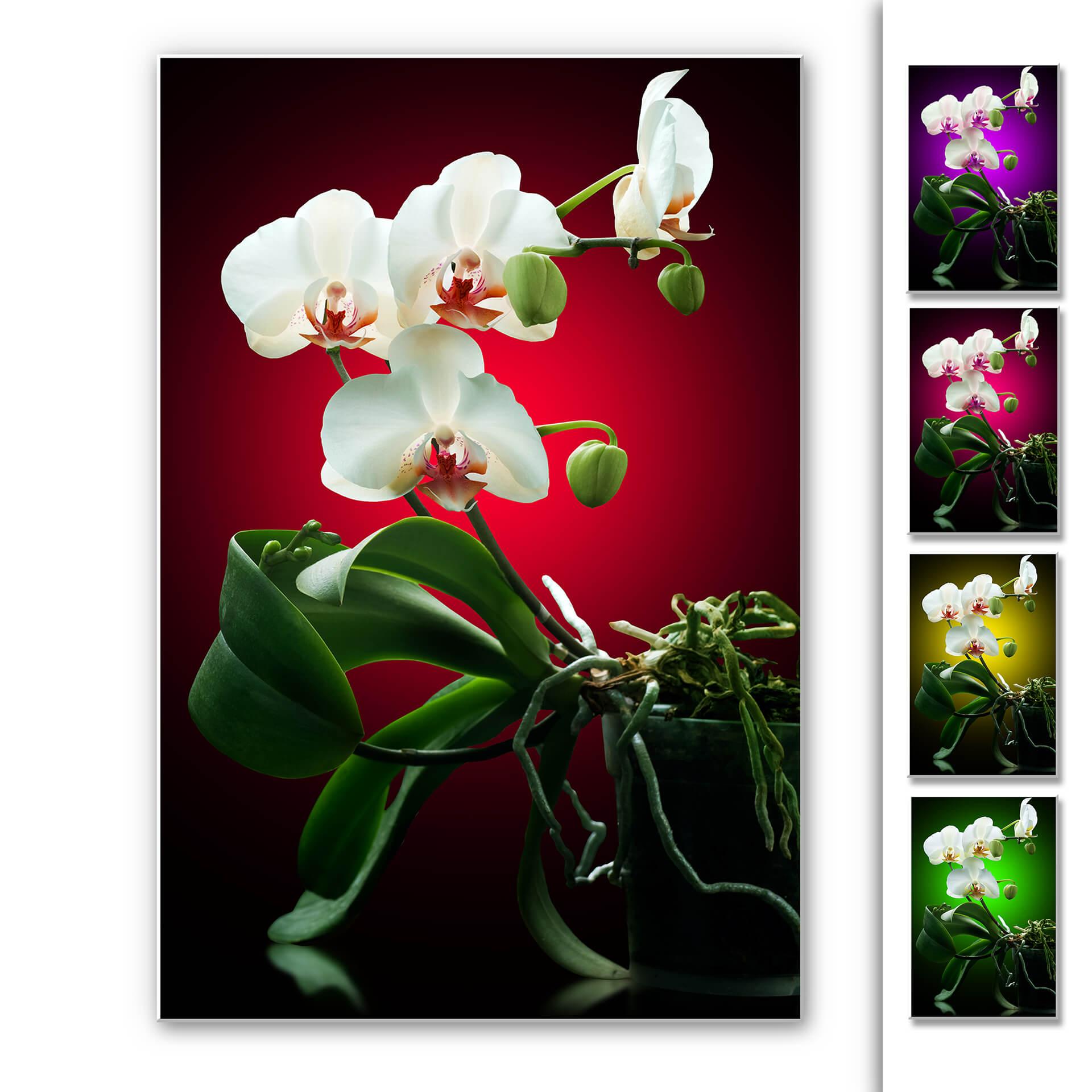 Tableau Forex - Beauté florale d'une orchidée