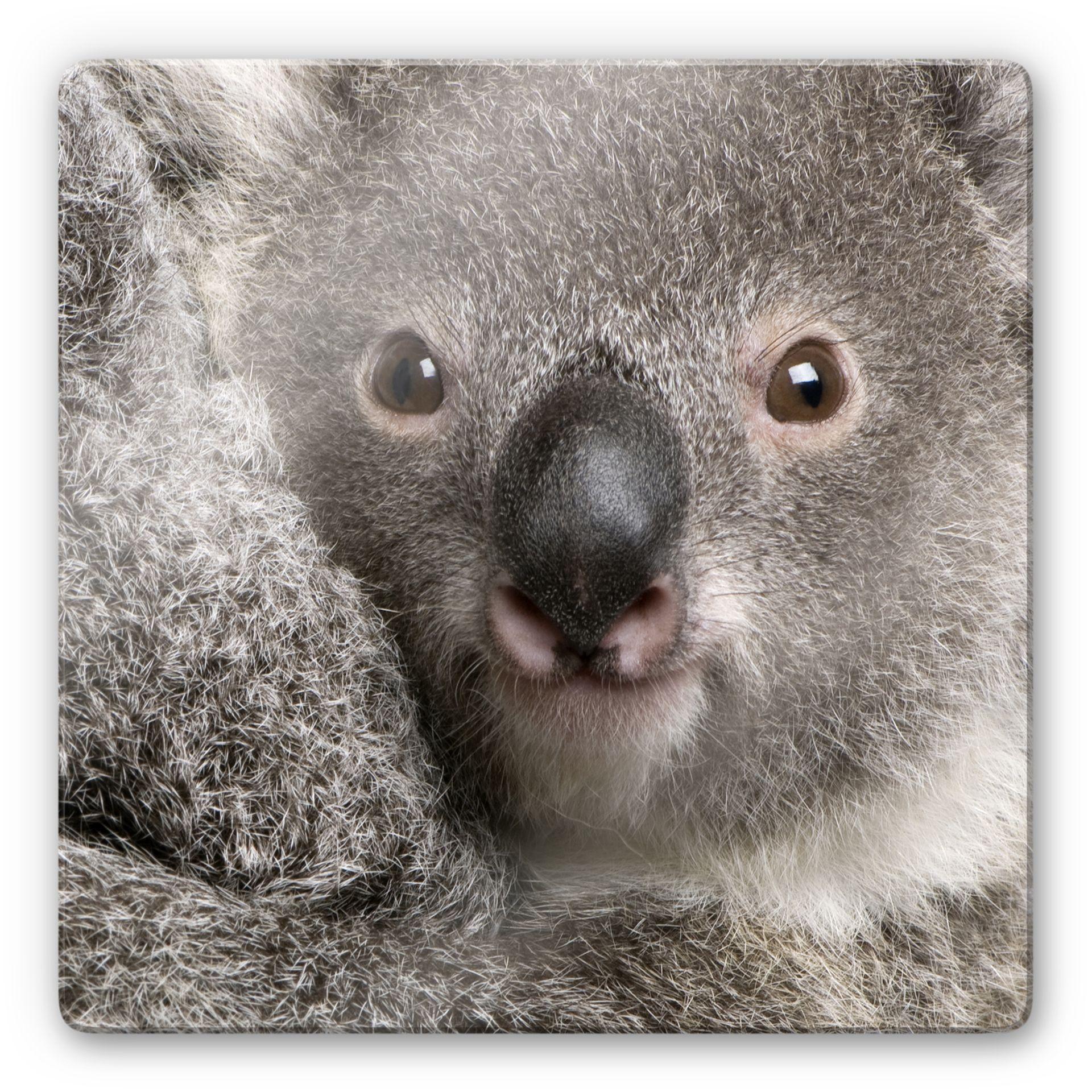 Stampa su vetro Tenero koala - quadrato