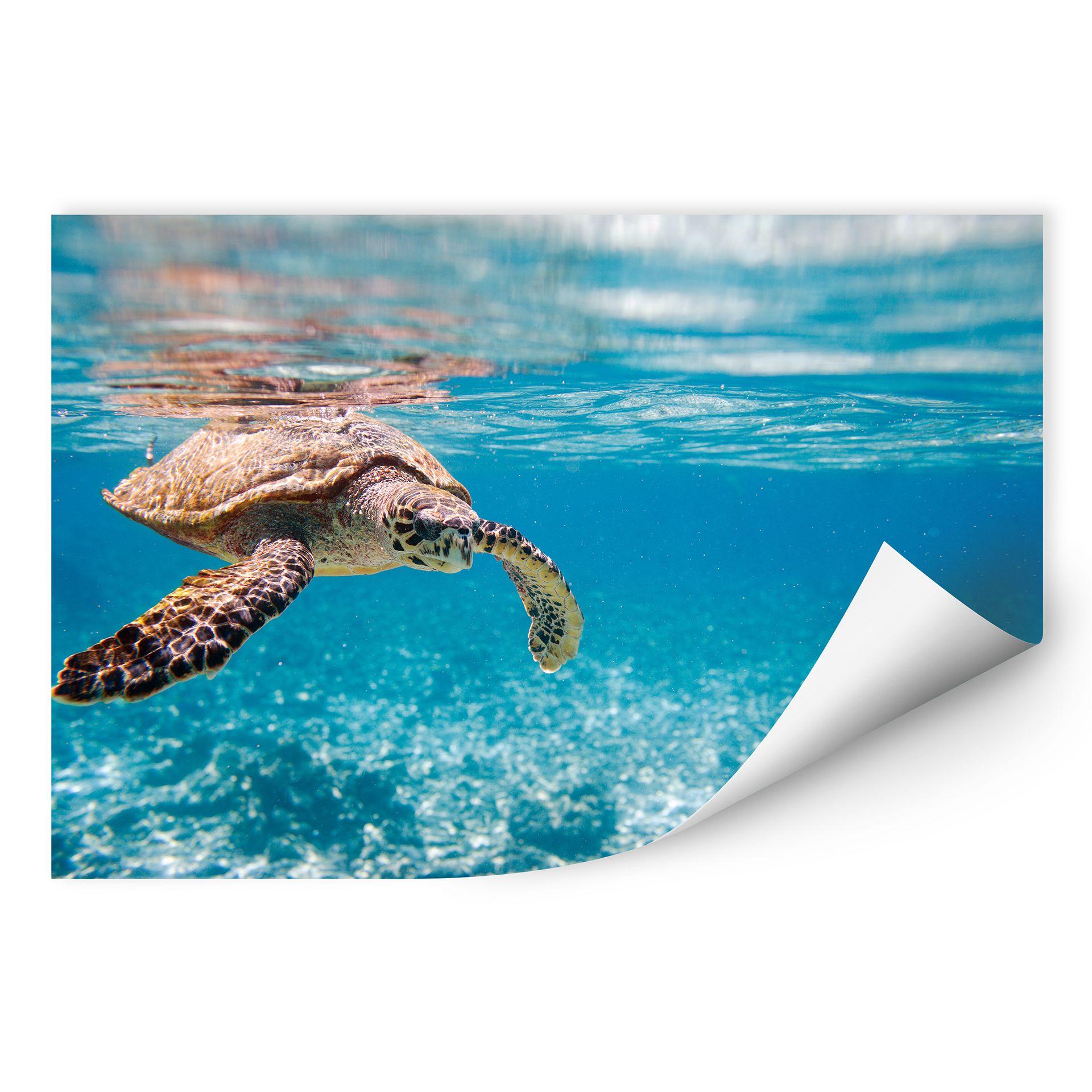 Zelfklevende Poster - Traveling Turtles
