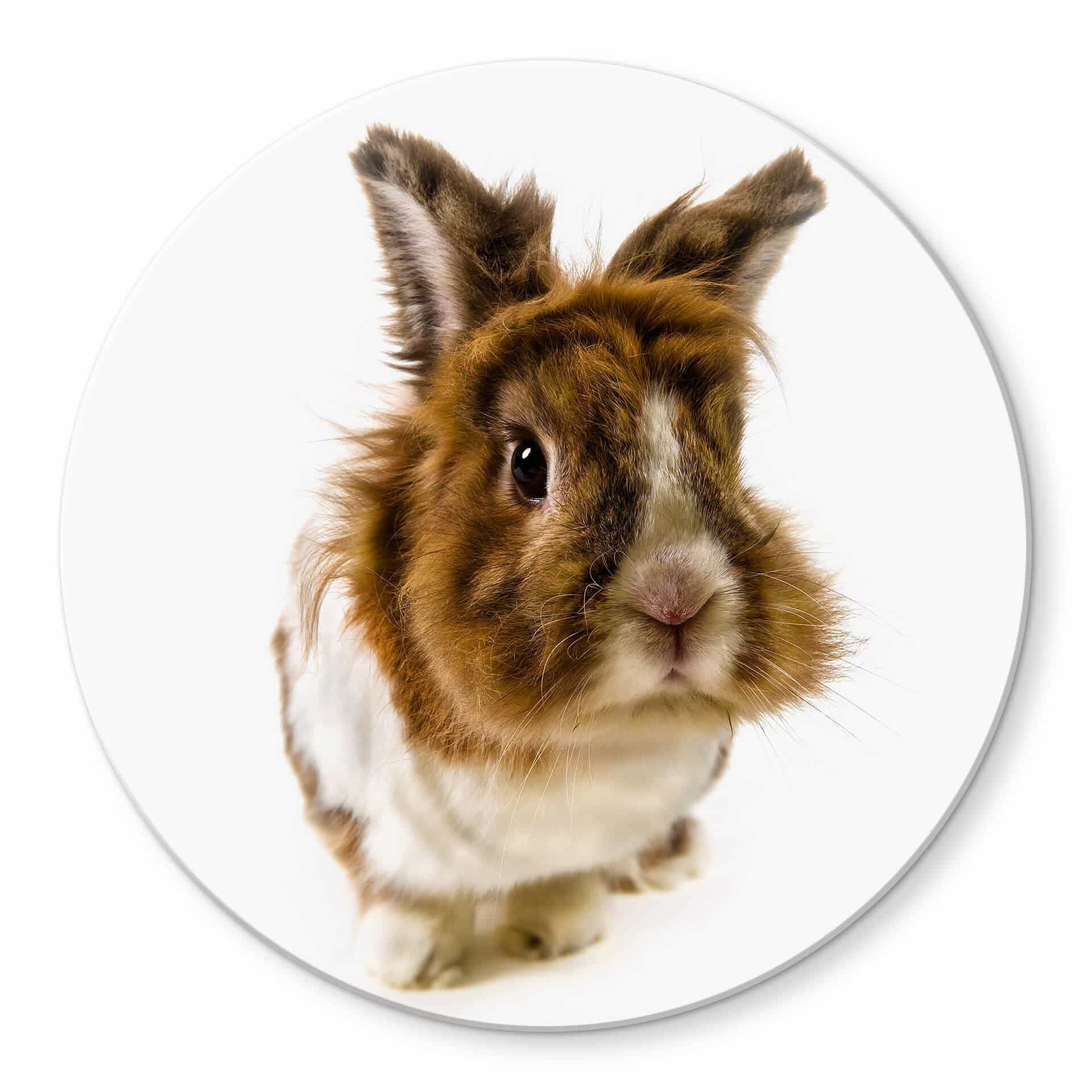Tableau en verre - Lapin - Rond