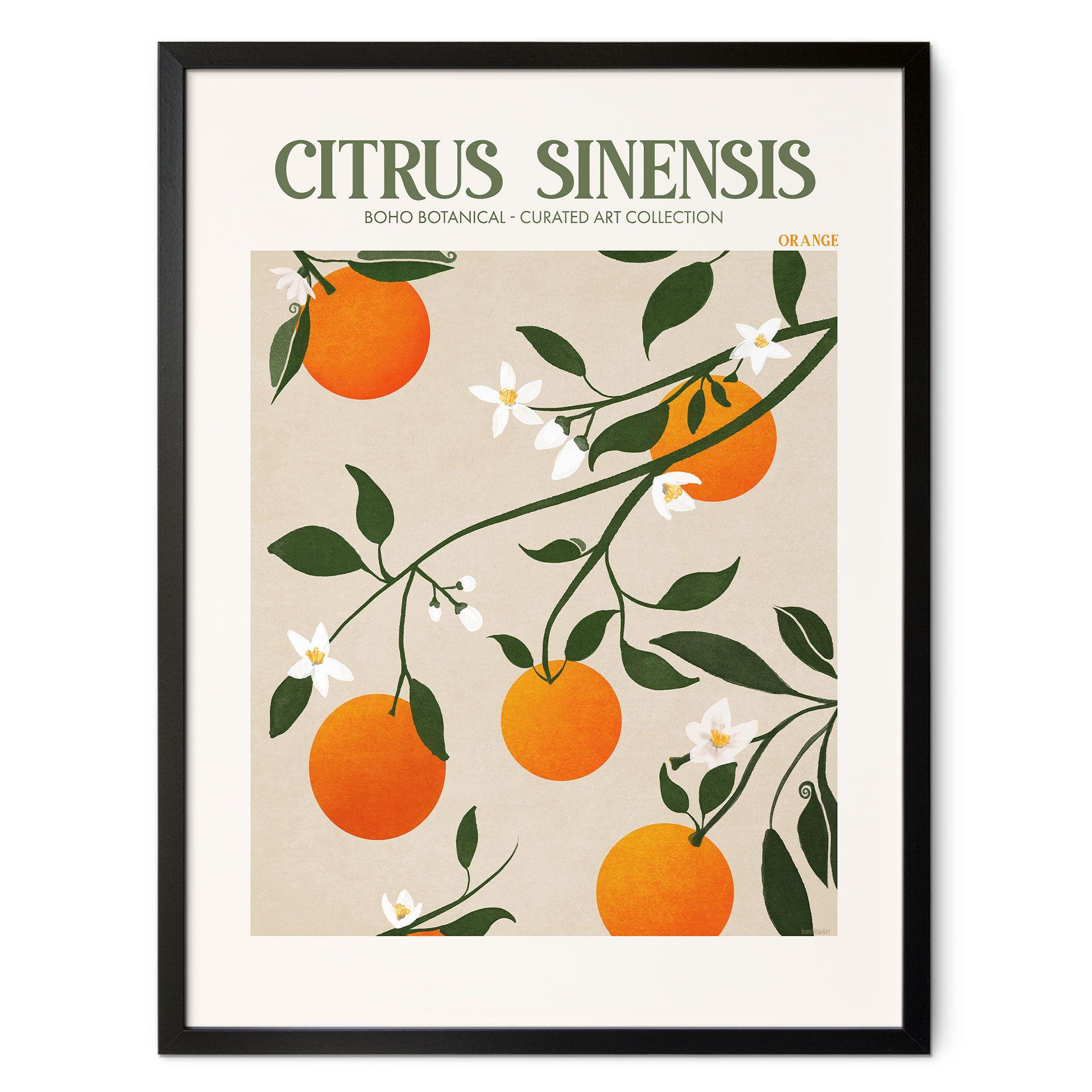 Plakat Boho-appelsintræ - Citrus Sinensis - Tunaboylu