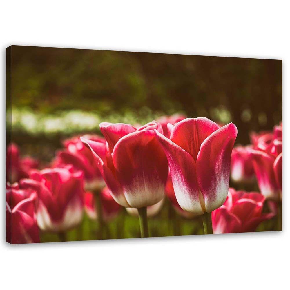 Canvasbillede, Blomstrende tulipaner