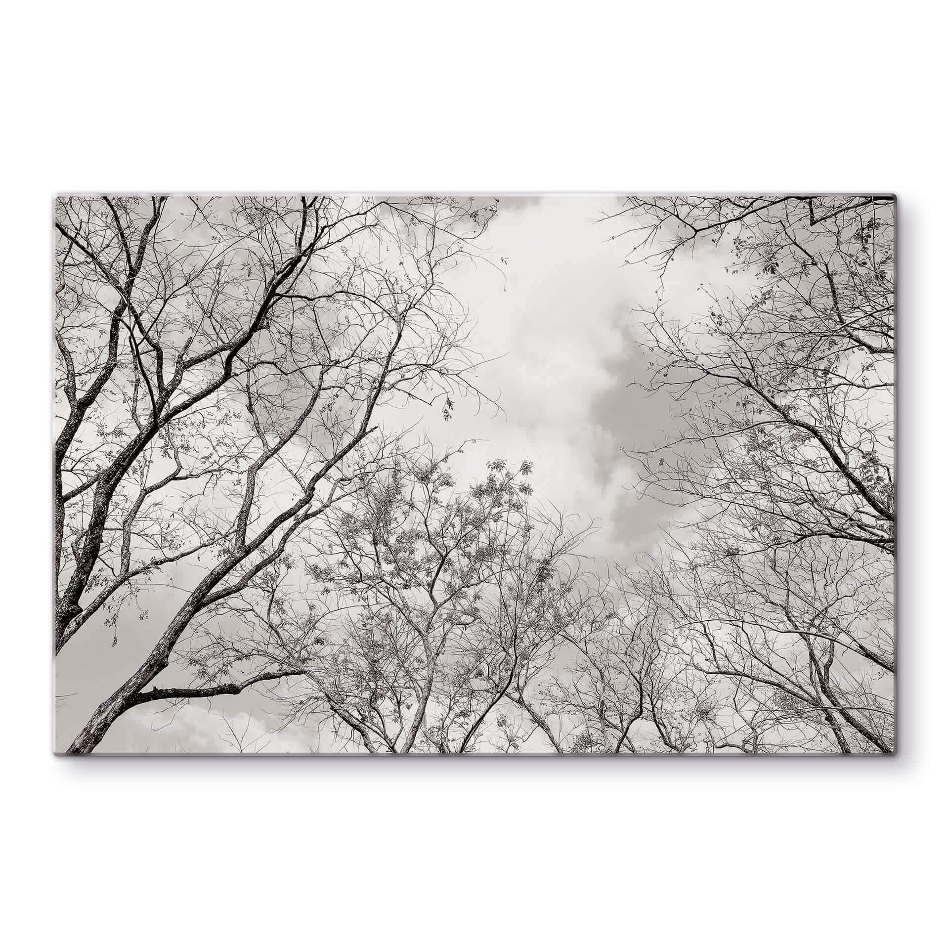 Tableau en verre Cimes des arbes dans le ciel