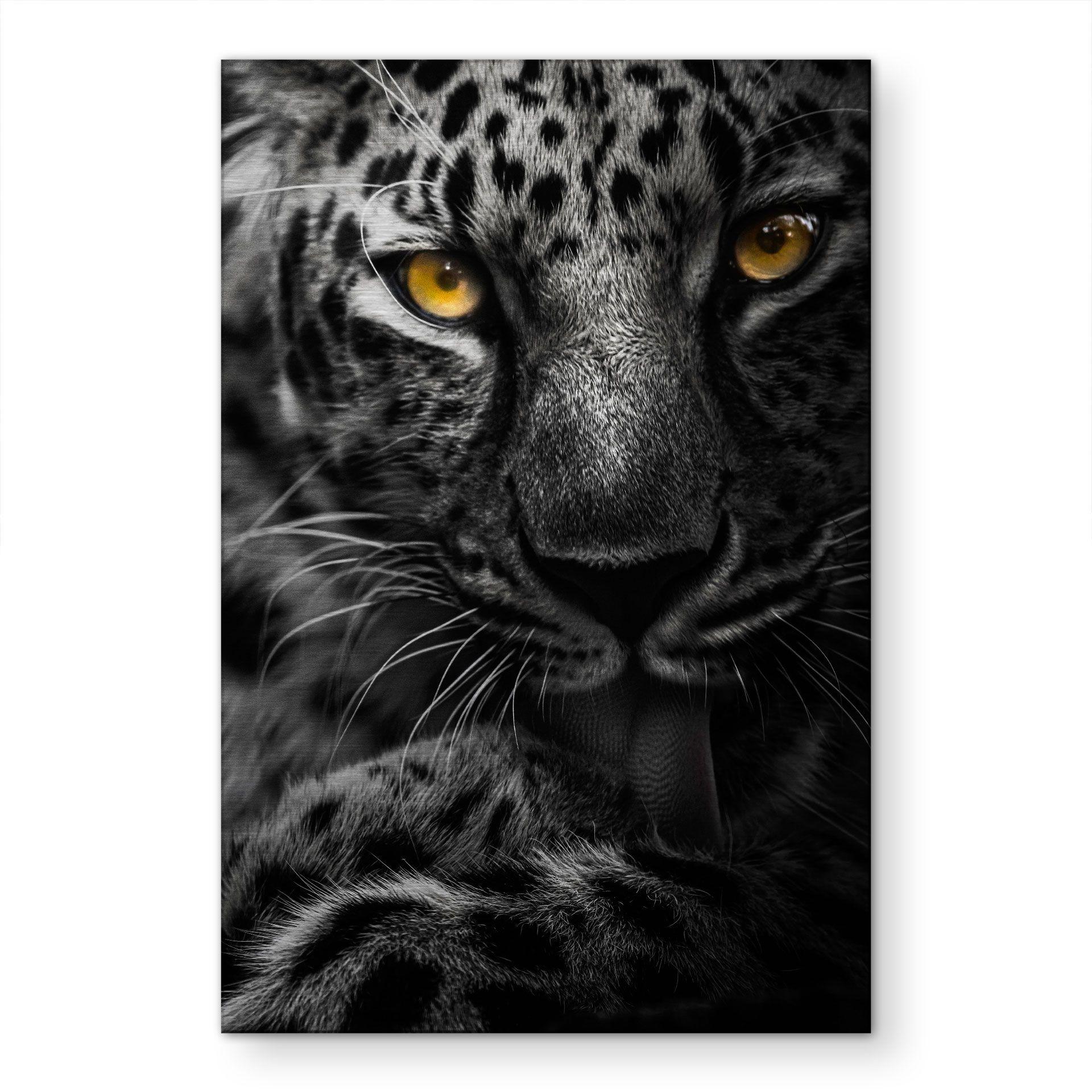Alu-Dibond spazzolato con Effetto Oro, Argento e Rame - Leopardo con sguardo intenso - Maron Photography