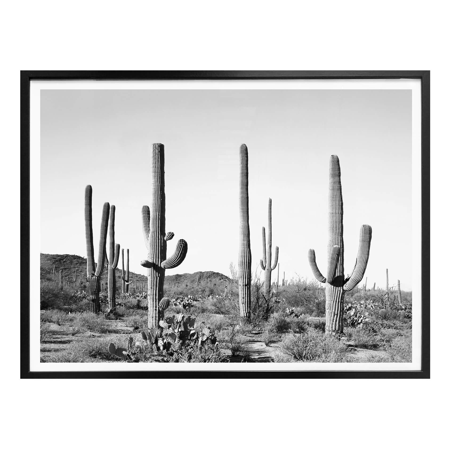 Póster Sisi & Seb - Cactus en el desierto