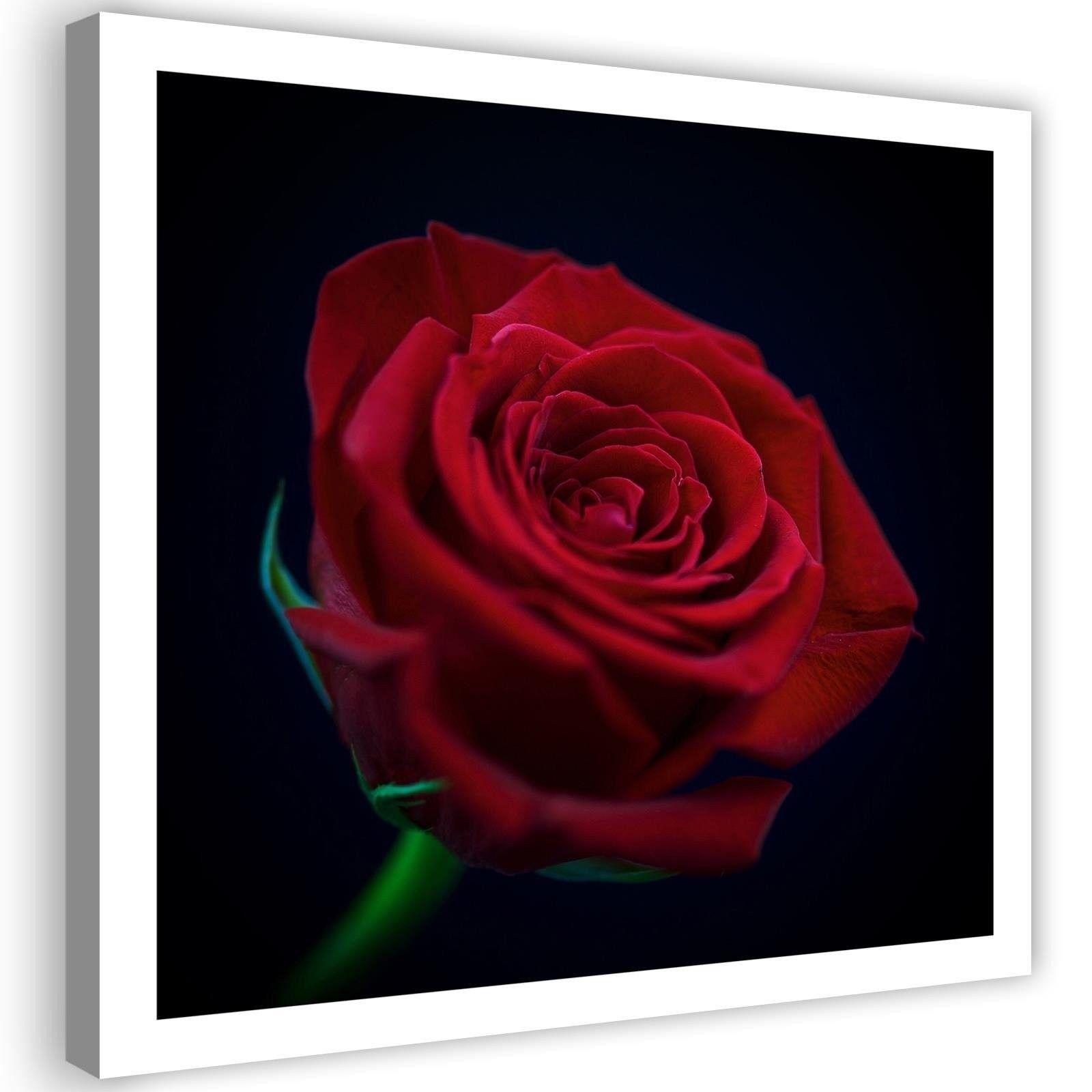 Canvasbillede, Rød rose i mørket
