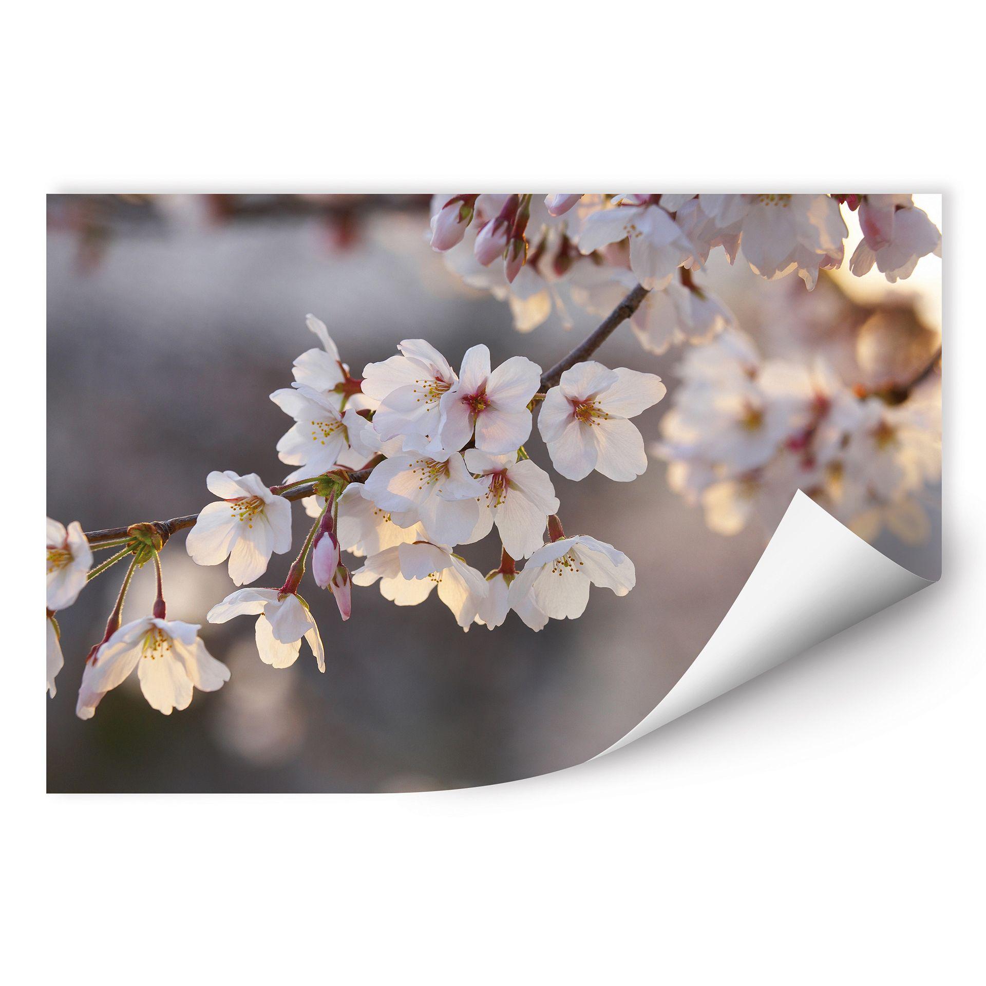 Poster autocollant - W - Branches de Cerisier Fleuries