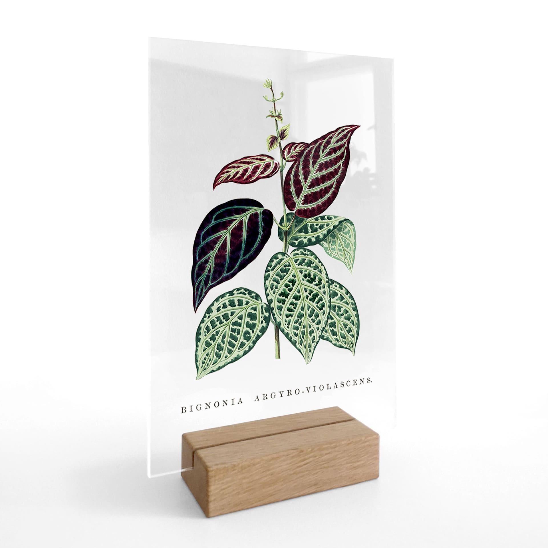 Akrylglas borddekoration Illustration af blade - Bignonia Argyro Violascea