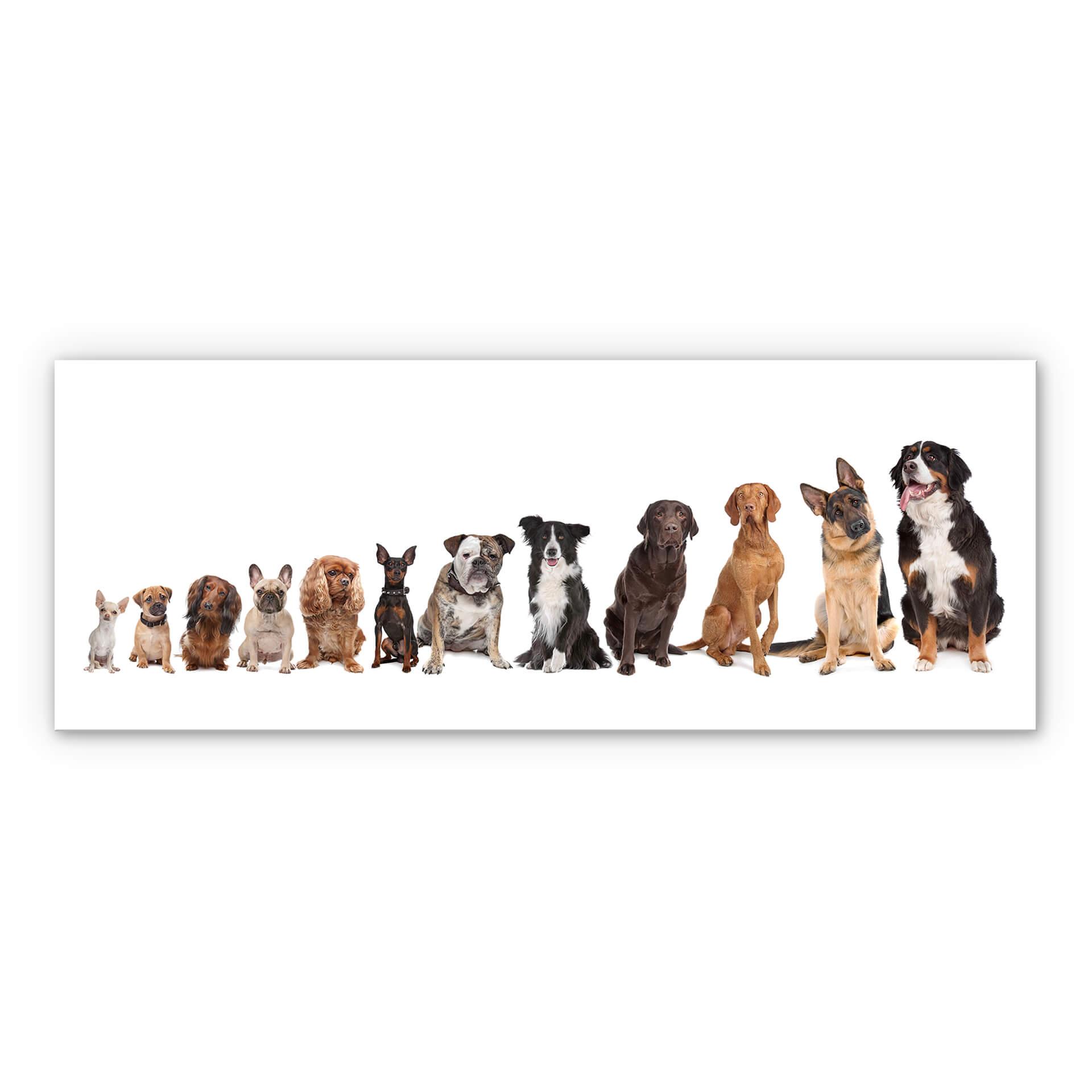 Tableau Forex - 48 pattes - panorama