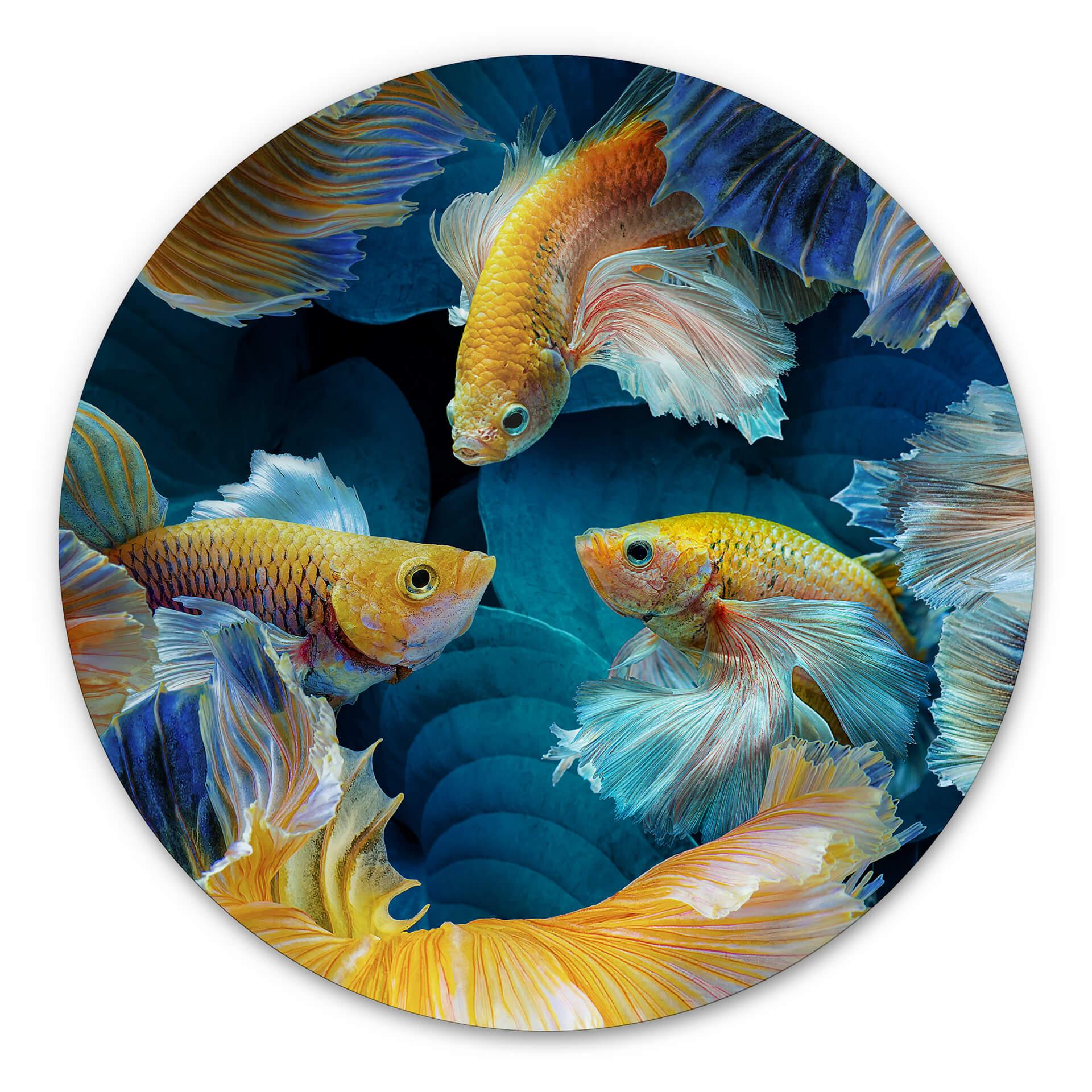 Tableau sur alu-Dibond rond Egger - Poisson coloré
