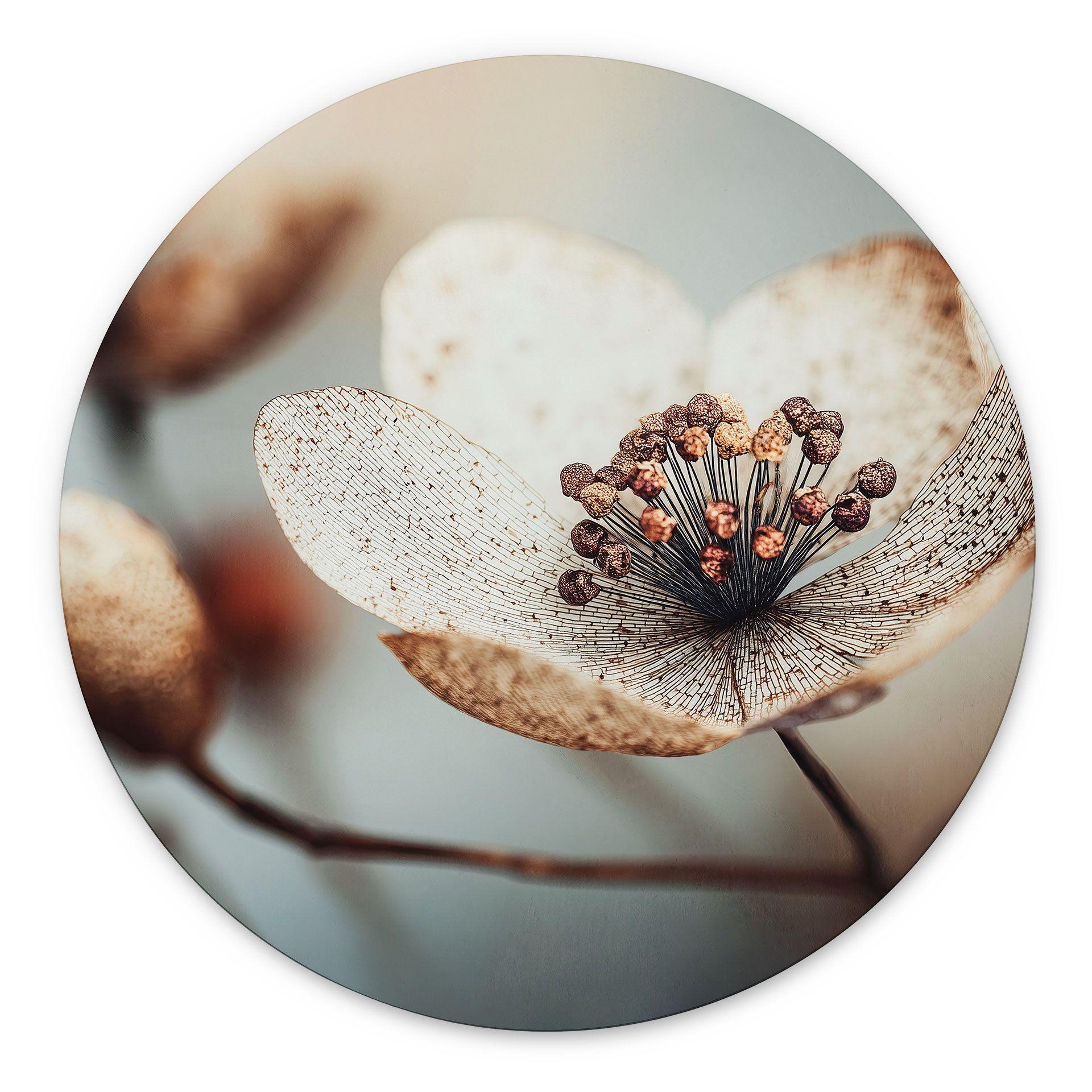 Billede Boho tørret blomst makro - Treechild - rund – print på aluminium (Alu-Dibond)