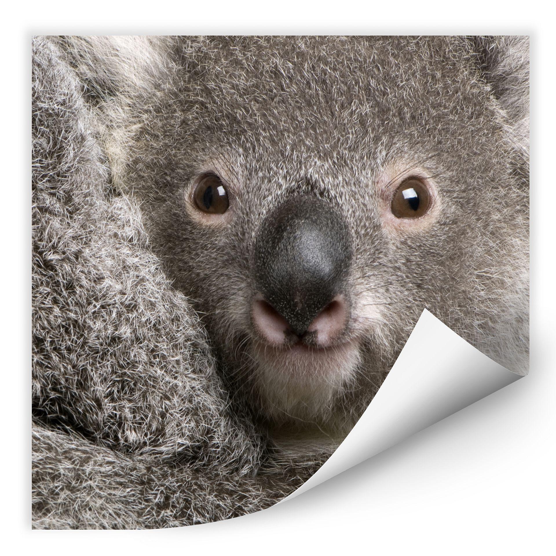Zelfklevende Poster Cuddly Koala