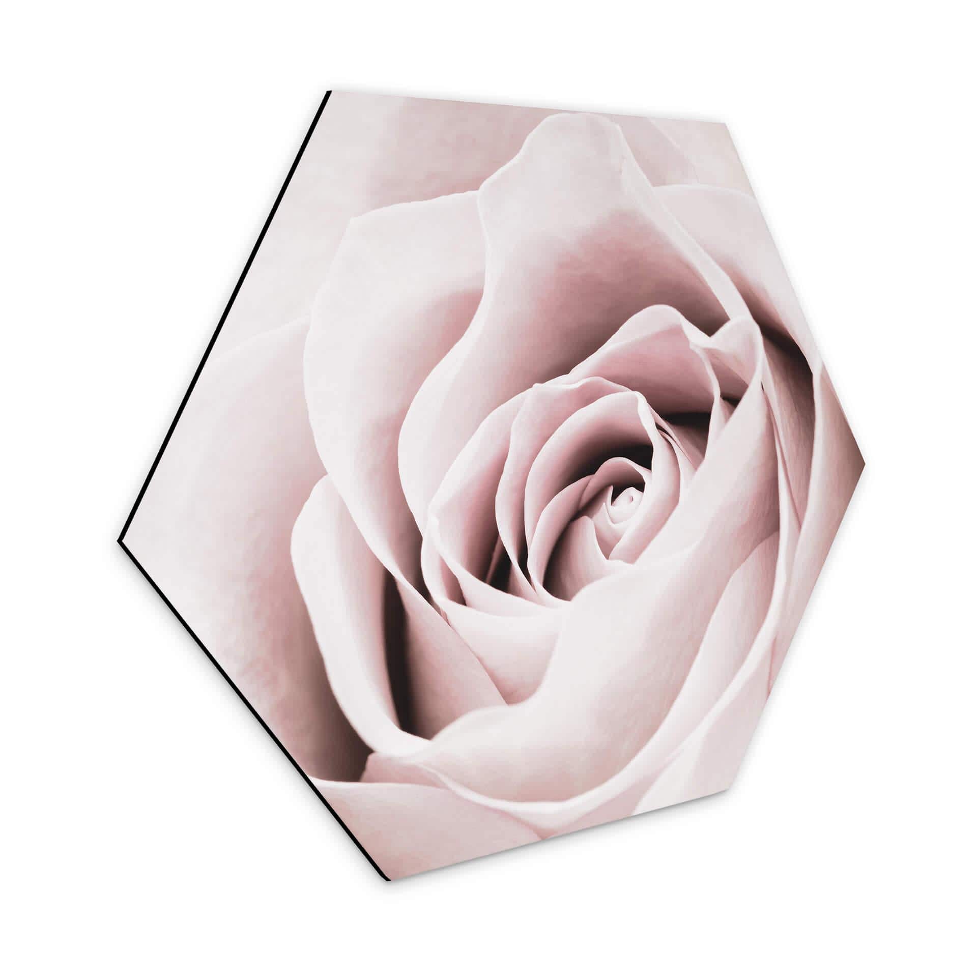 Hexagone - Alu-Dibond 1X Studio - Rose Noble