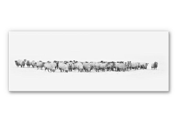 Tableau Forex - Troupeau de moutons - Panorama