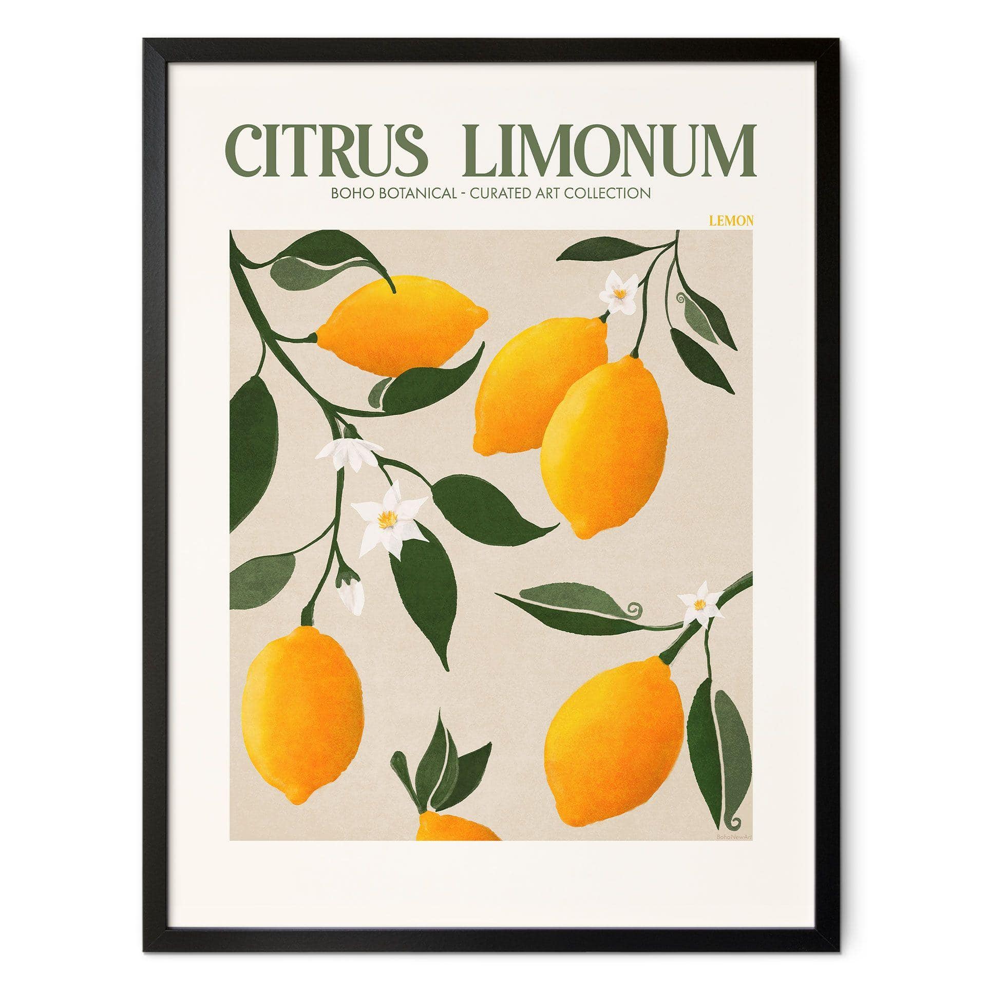 Plakat Frugt - Boho citrontræ - Citrus Limonum - Tunaboylu