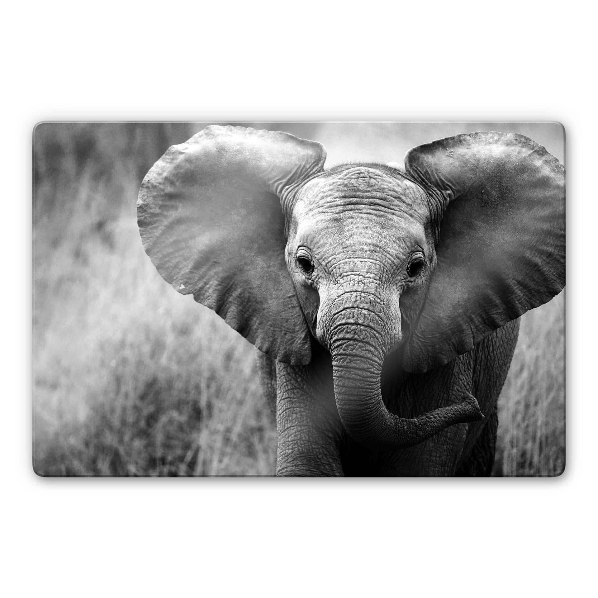 Tableau en verre - Jumbo L'éléphant