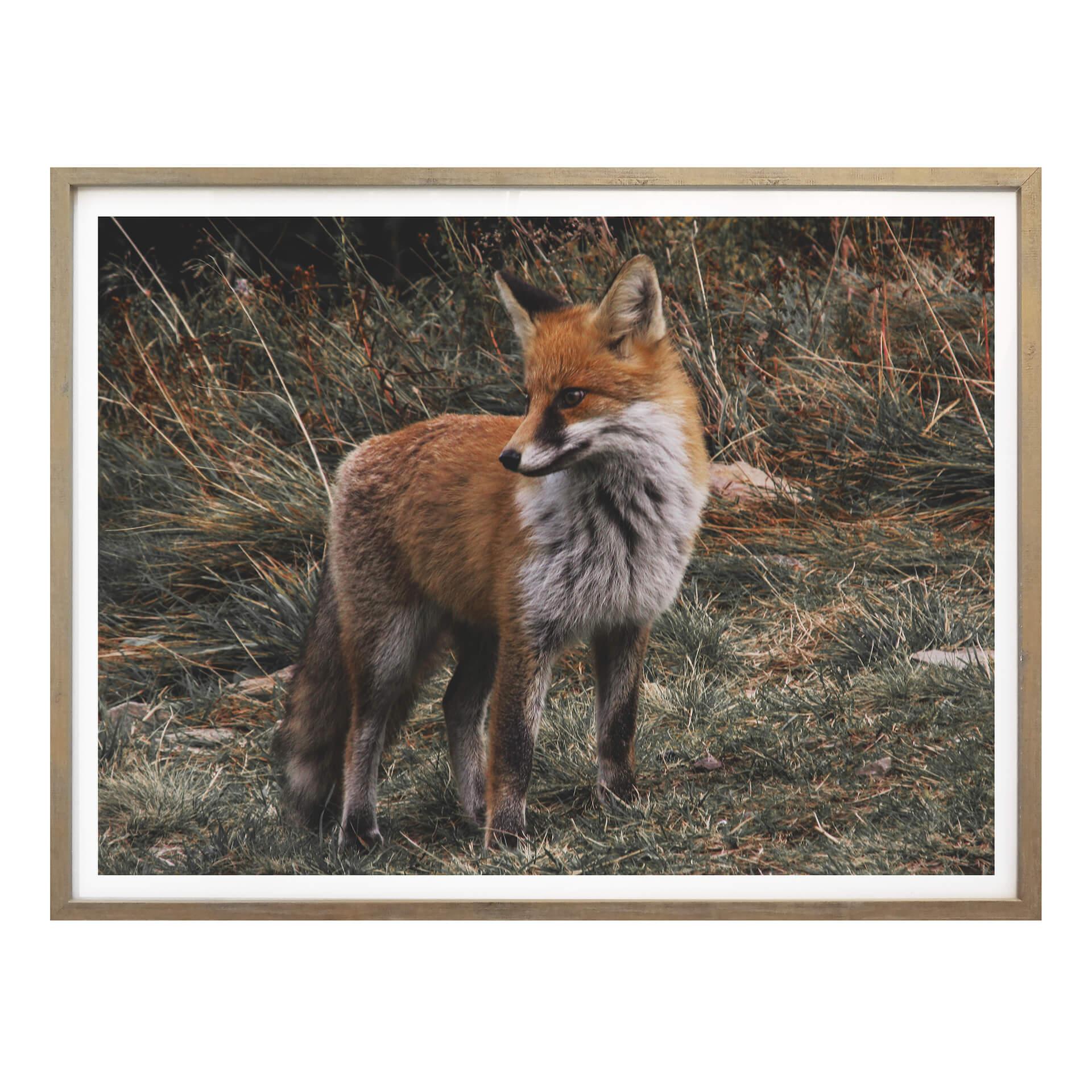 Póster - Fox 02
