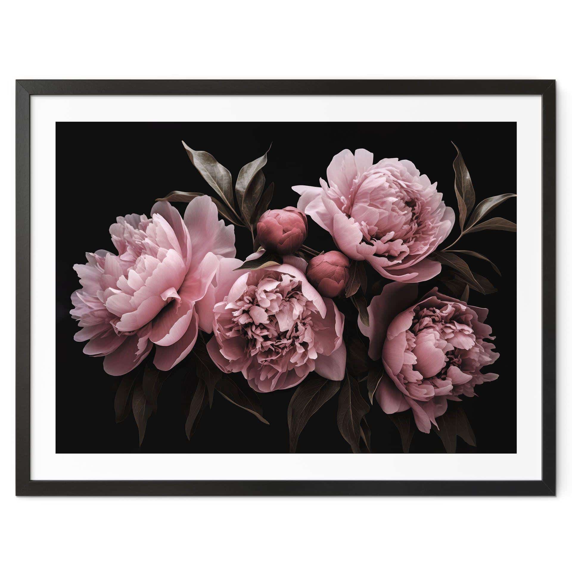 Póster de la rosa peonía - Haase