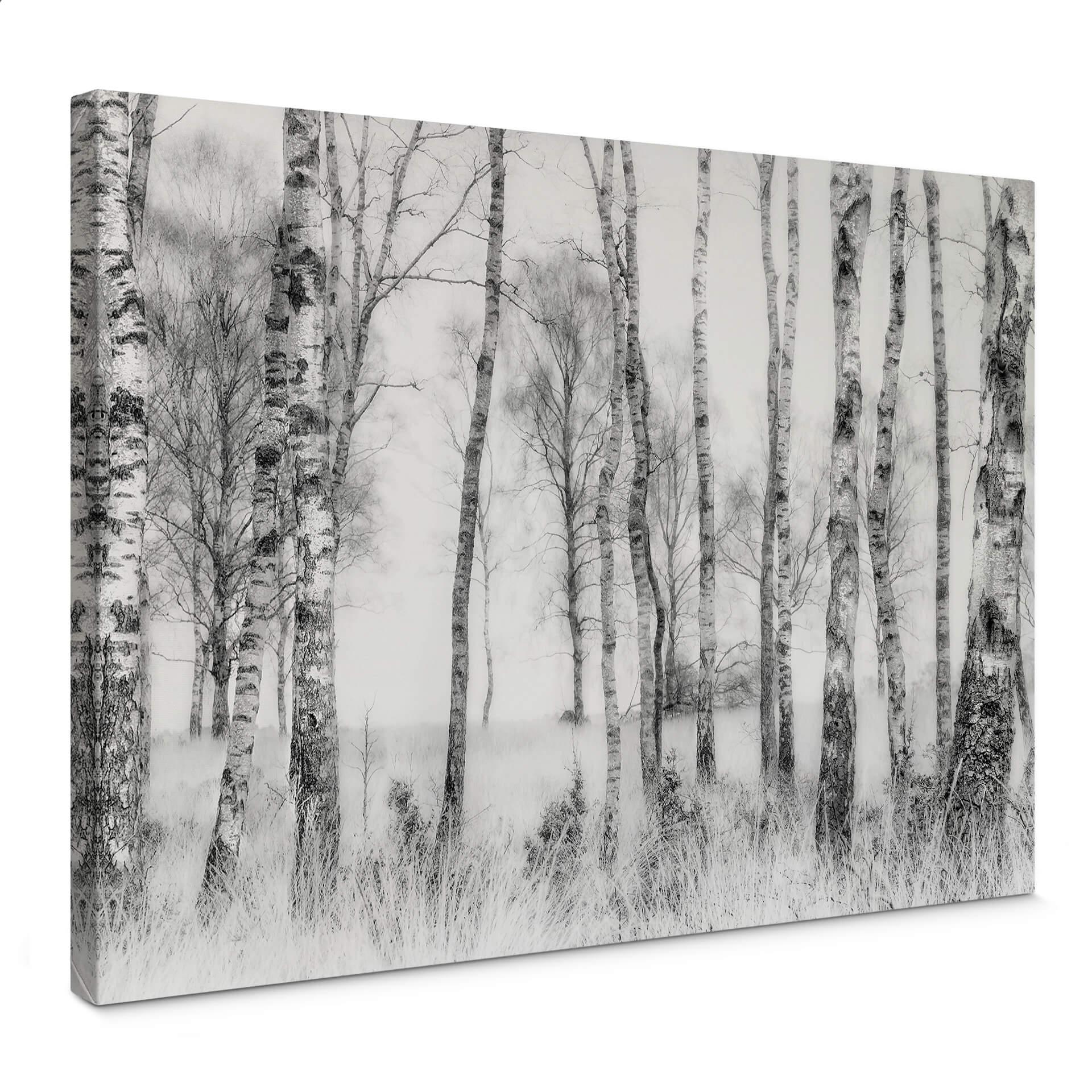 Lienzo Talen - Bosque de abedules en blanco y negro