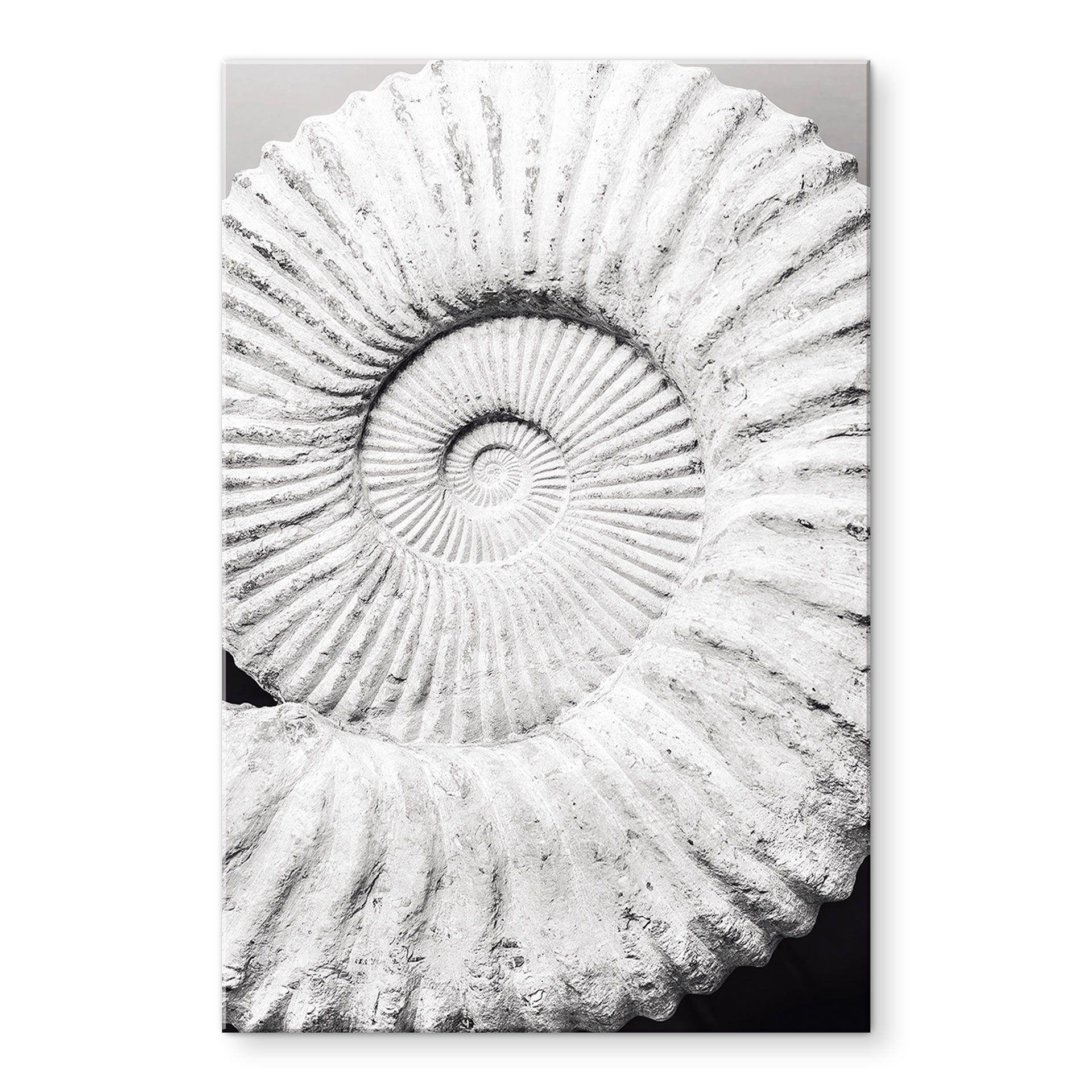 Akrylbillede Fossil muslingeskal - Shot-by-Clint