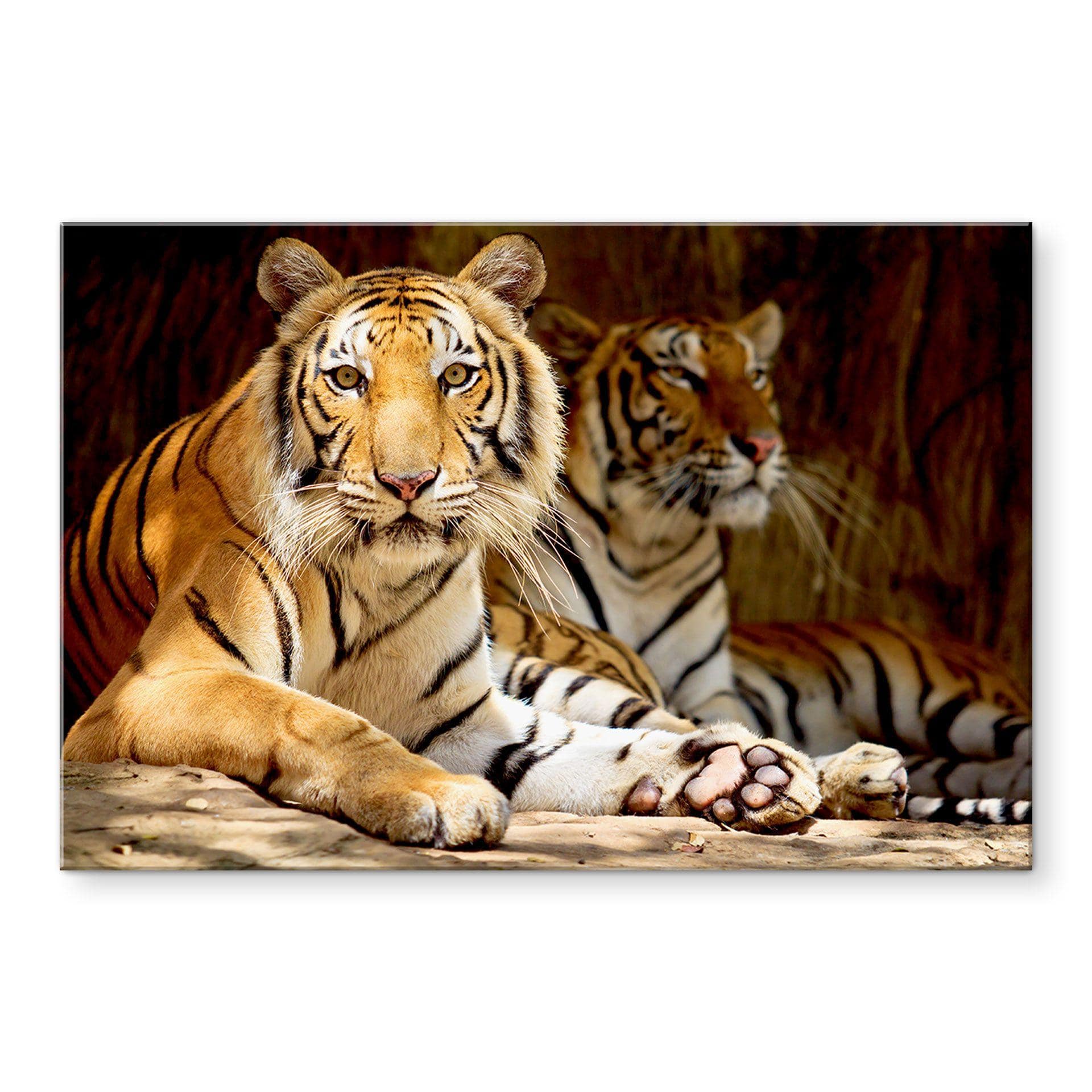 Akrylbillede To kongelige bengalske tigre