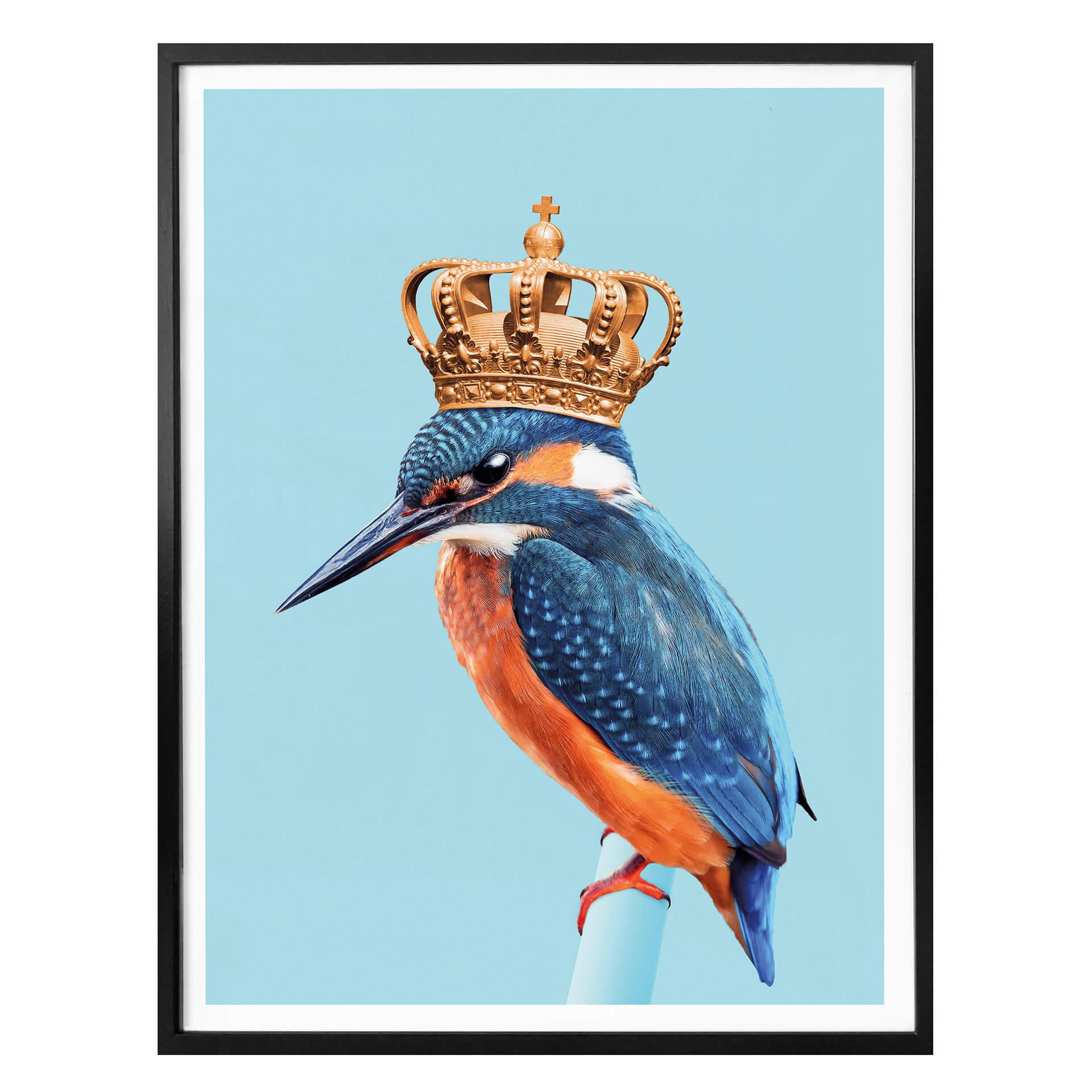 Póster Suelto - Kingfisher