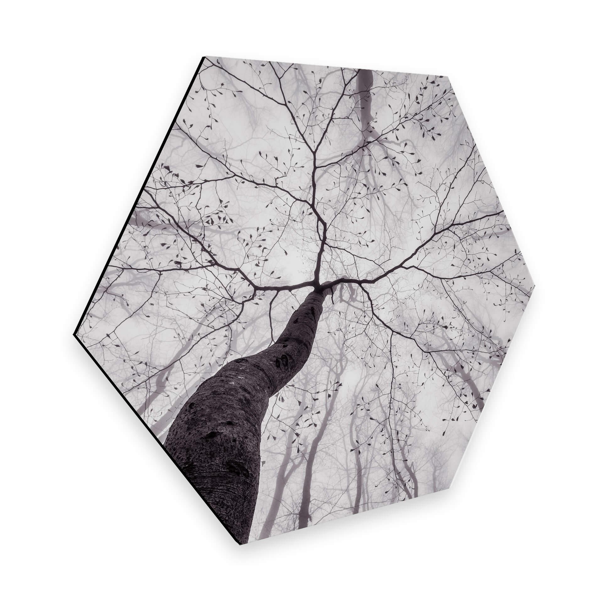 Hexagone - Alu-Dibond Pavlasek - Vers la cime des arbres