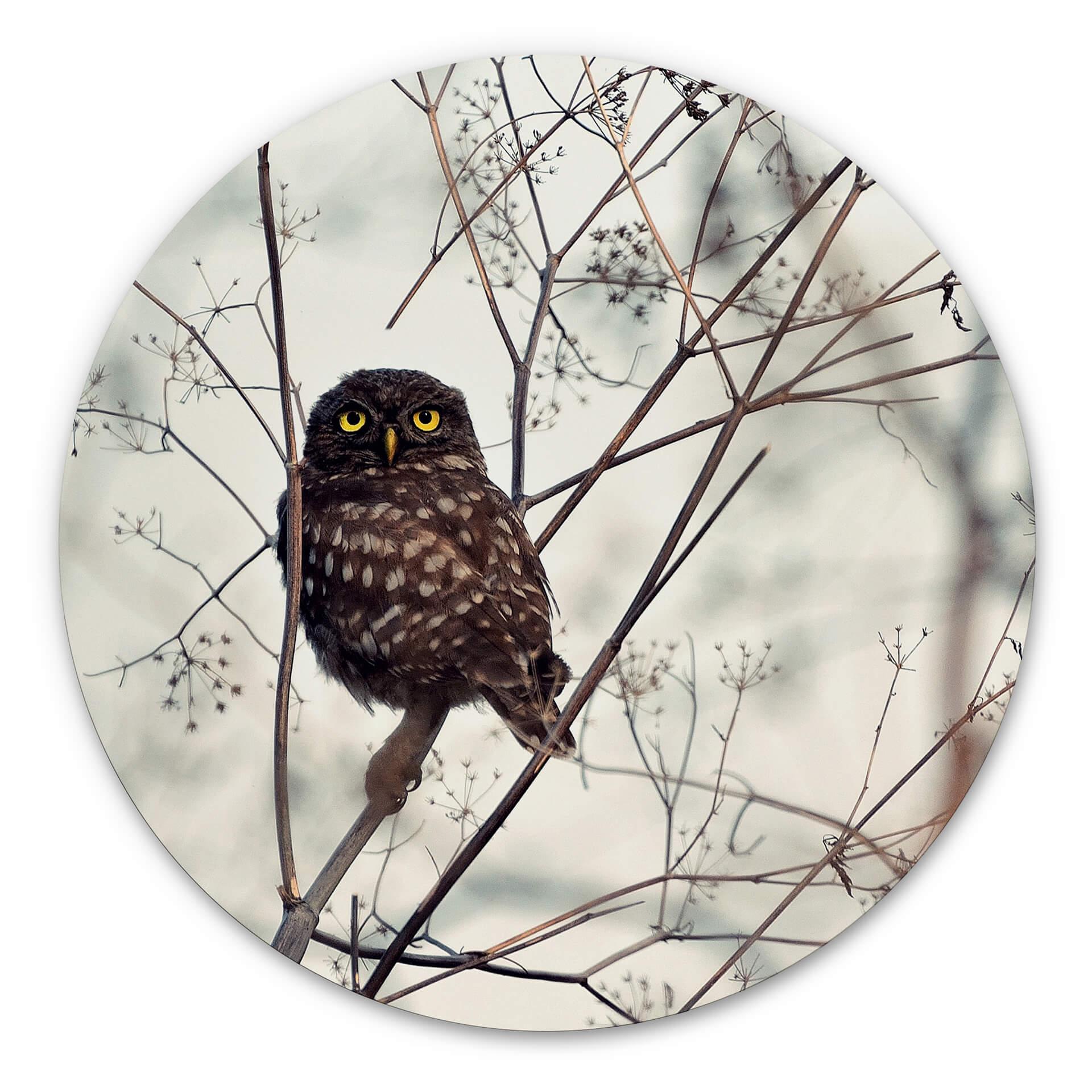 Tableau sur alu-Dibond Avramescu - Yeux du hibou - Rond