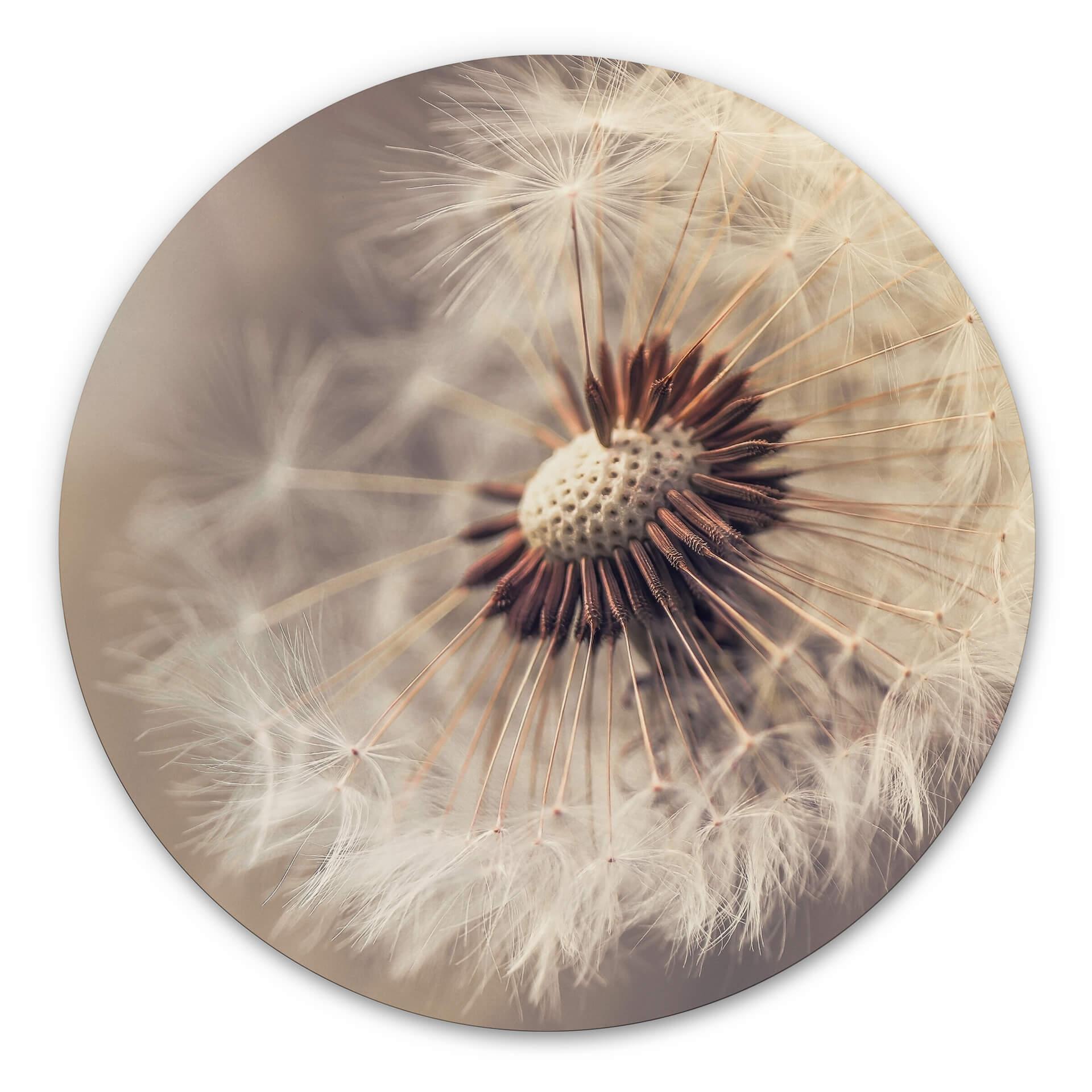 Wandcirkel Delgado - Dandelion