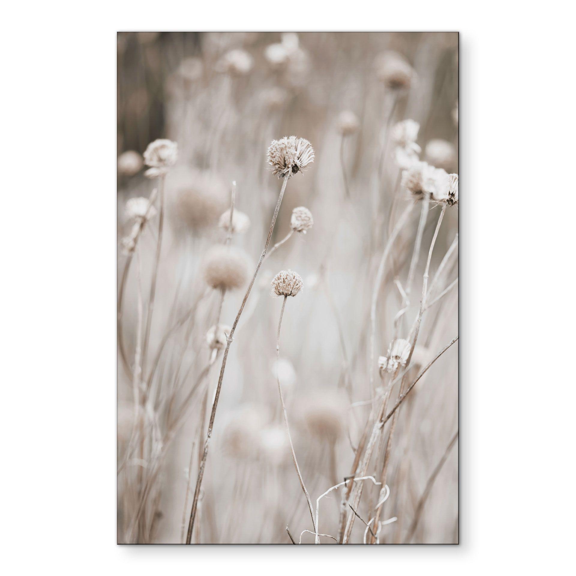 Billede Tørrede blomster i bløde toner - Annie – print på aluminium (Alu-Dibond)