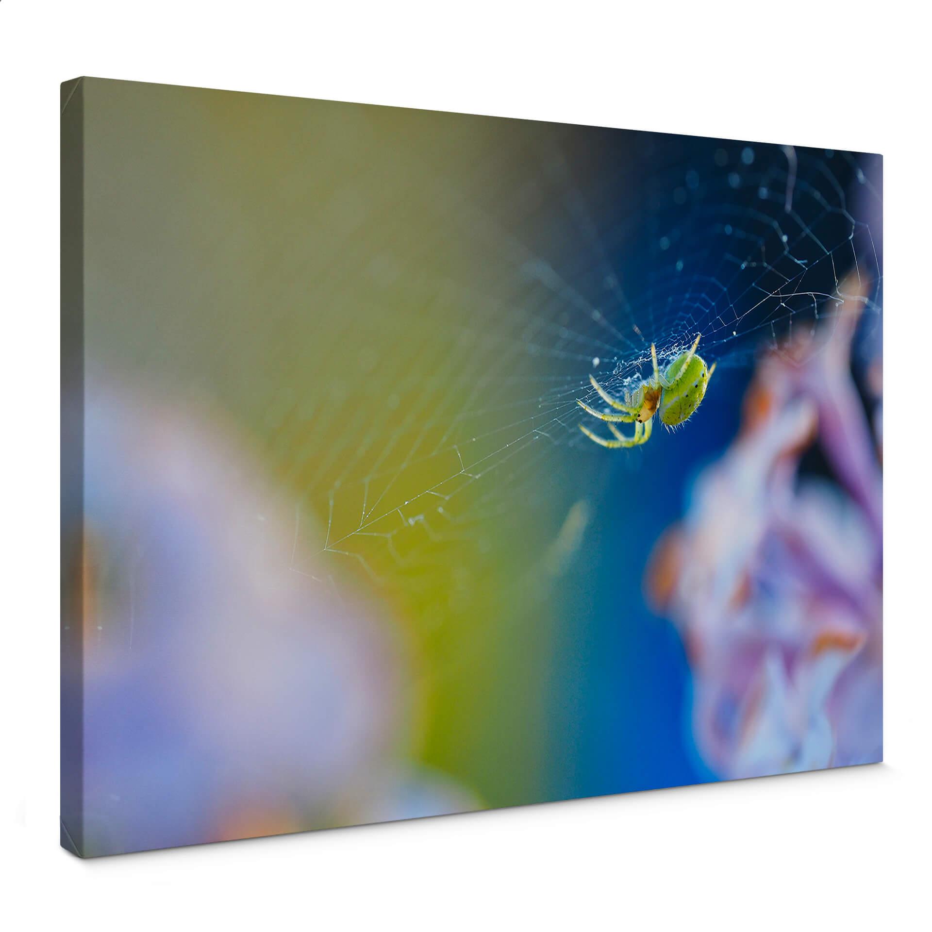 Lienzo Marrón - Araña simpática