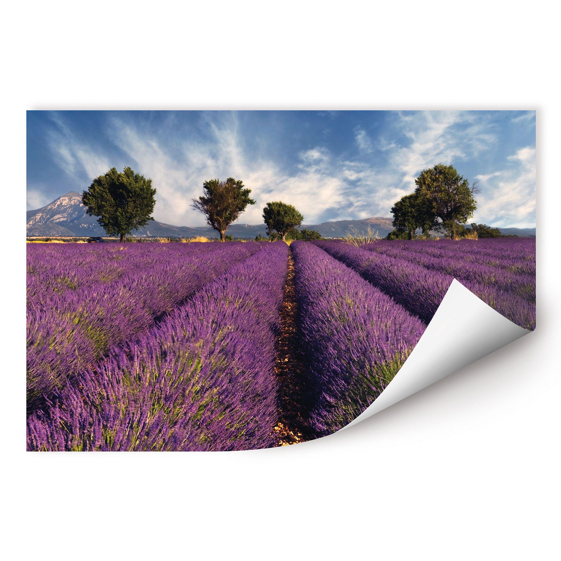 Poster autocollant - W - Champ de Lavande