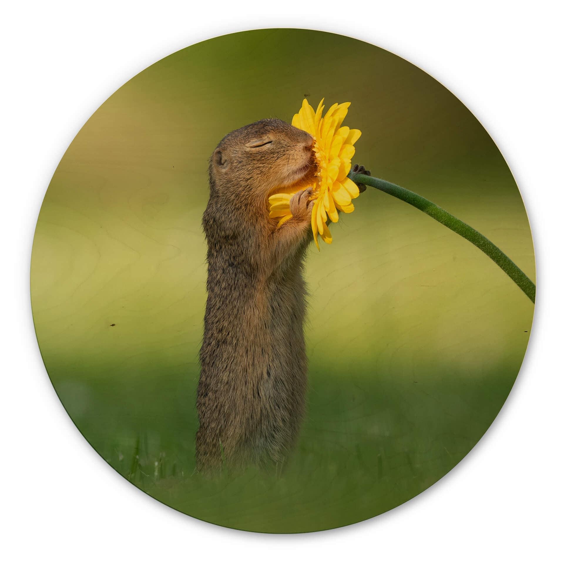 Billede på træ - van Duijn - Egern dufter til blomst