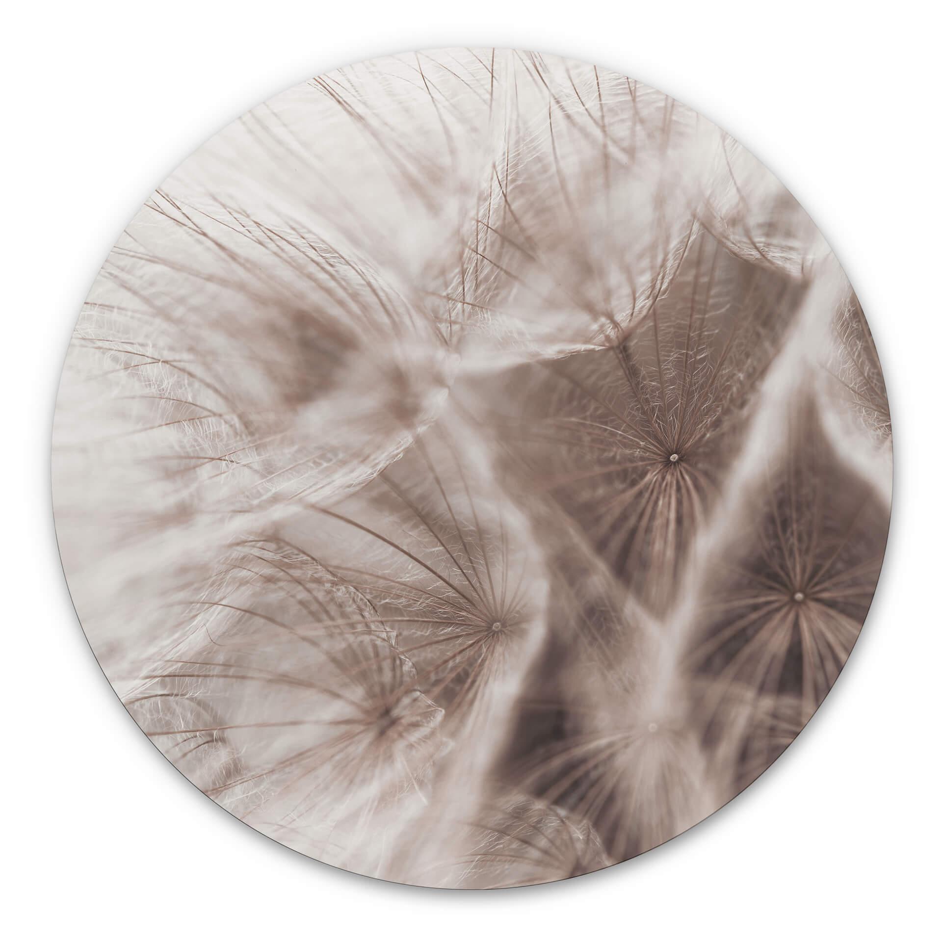 Tableau sur alu-Dibond Pissenlit Close Up - Rond