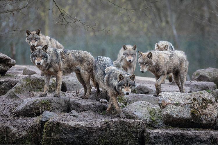 Poster Wolves - Grey Wolf 91,5x61 cm